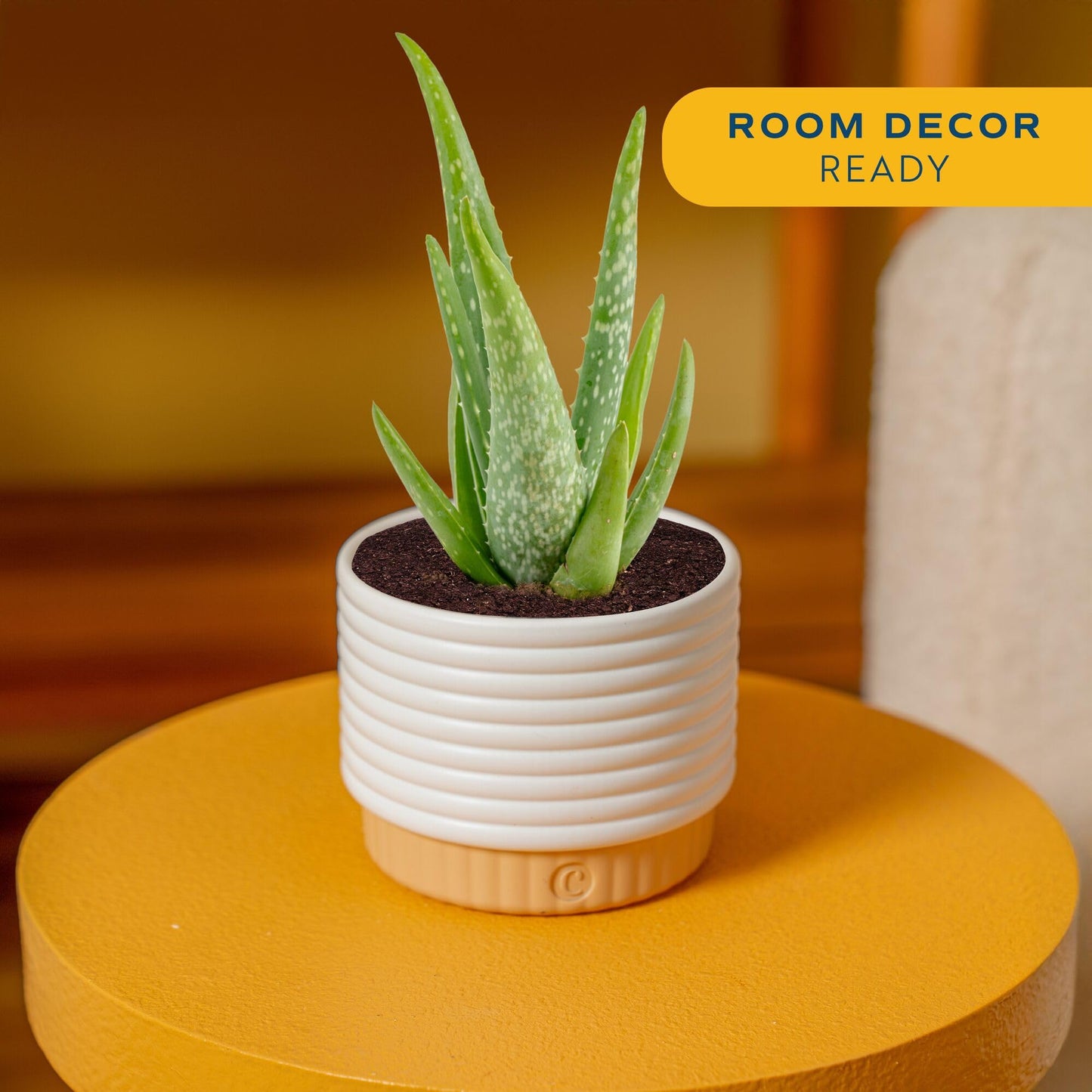 Costa Farms Aloe Vera Live Plant in Decorative Pot, Easy to Maintain, Air Purifying Succulent Indoor Houseplant, Home, Room, or Office Decor, House Warming or Birthday Gift, 12-18 Inches Tall