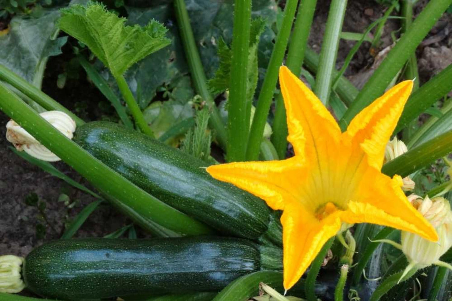2 Live Squash Plants, 5 to 7 Inch Tall Green Squash Plants Live in 4 Inch Pot, Green Squash Zucchini Plants Seedlings,