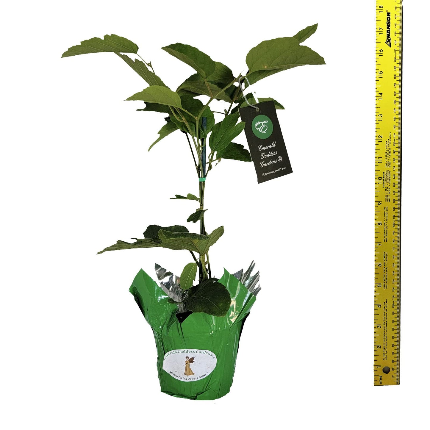 Scarlet Flame - Passion Flower Vine - Passiflora coccinea Hybrid - Live Plant Starter - Large Red Bloom - 10-14 Inches Tall - 4 Inch Pot