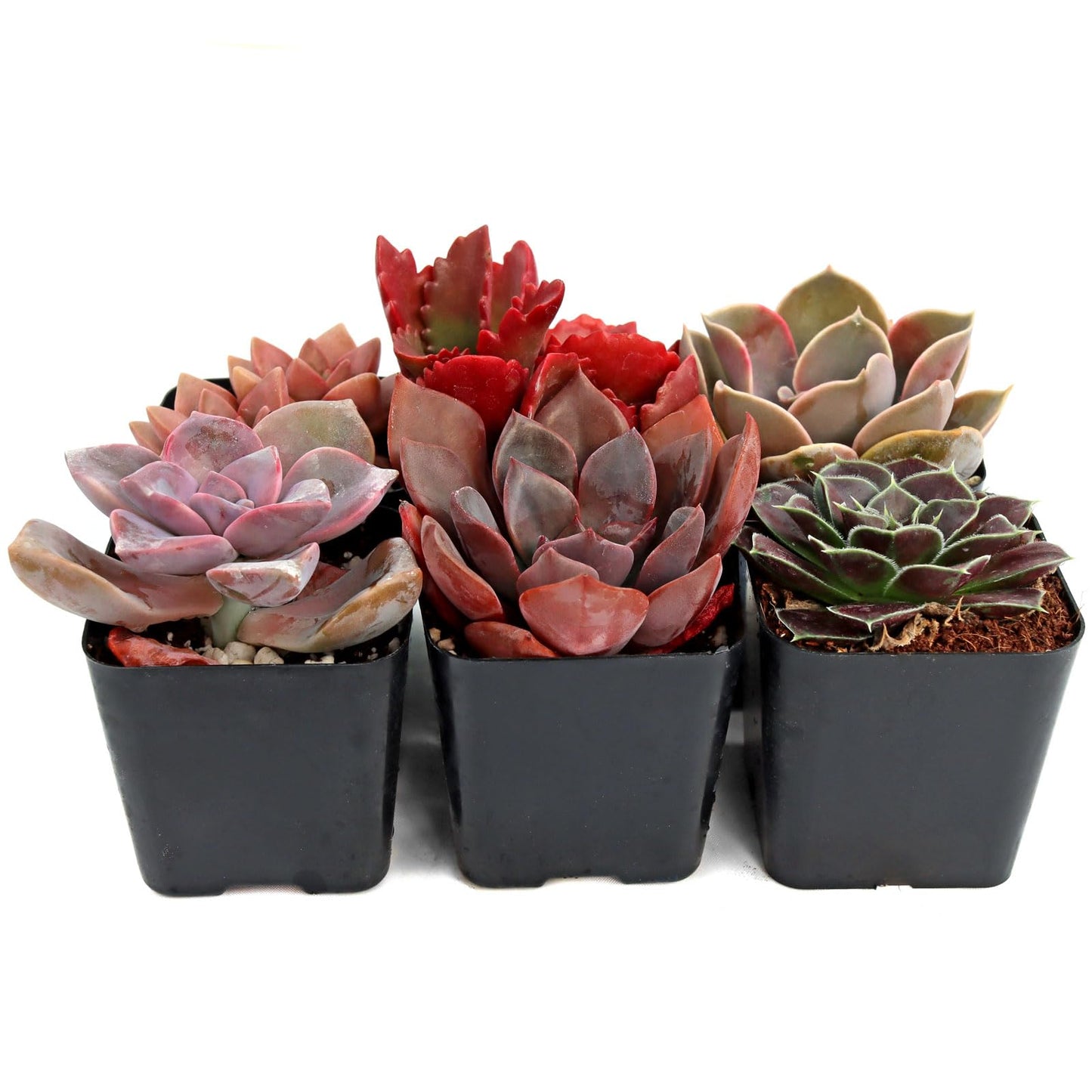 Mountain Crest Gardens Pink, Purple & Red Succulent Pack - 6 Live Plants in 2 Inch Pots - Real Succulents for Indoor/Outdoor Decor, DIY, and Gifts