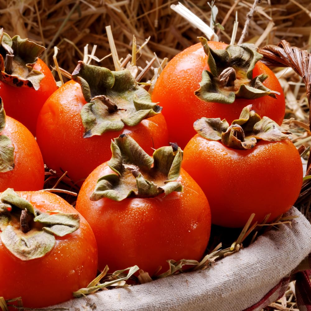 American Persimmon Tree Live Plant, 1 Year Old Persimmon Ready to Plant, Hardy Persimmon Fruit Plant in Quart Pot