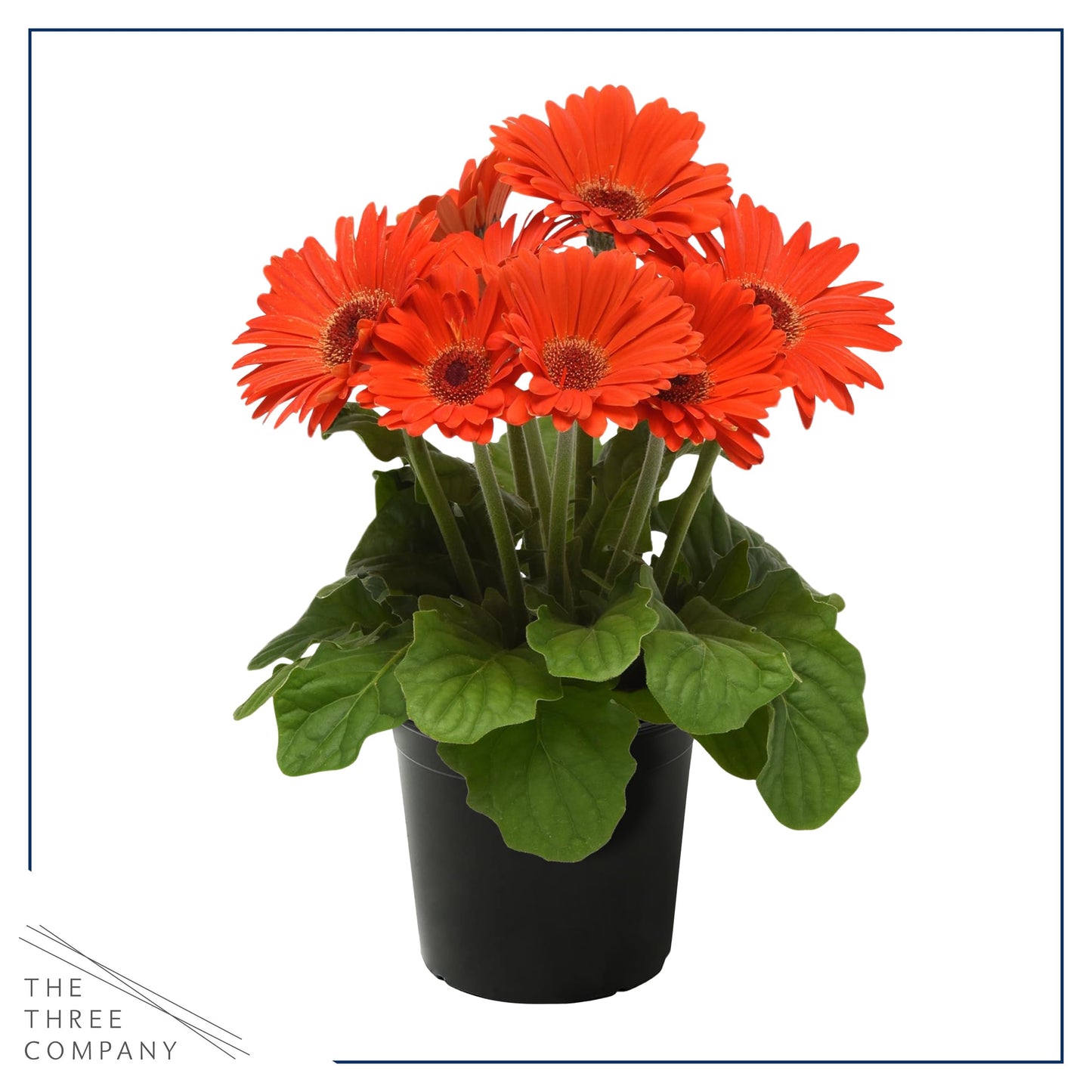 Live Flowering Gerbera Daisies - Orange (3 Plants Per Pack) - Beautiful Spring Flowers - 12" Tall by 5" Wide in 1 Qt Pot