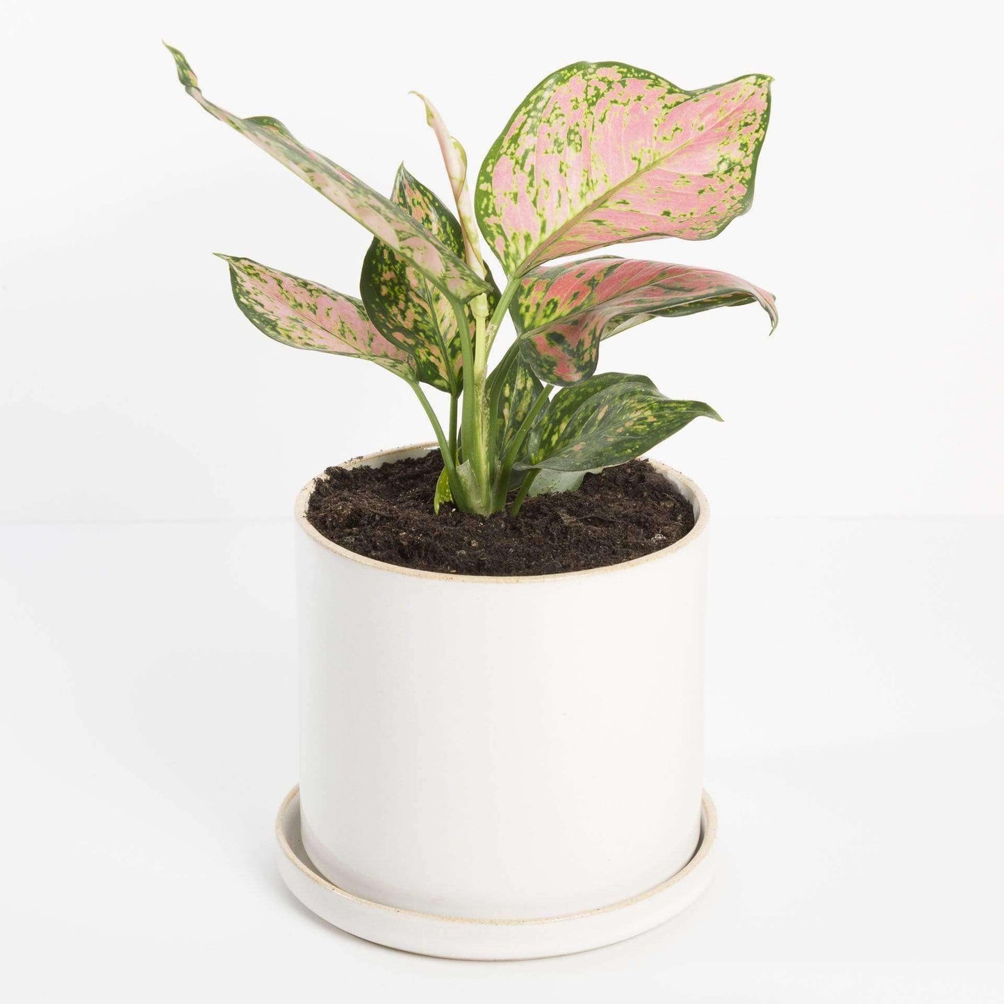 Chinese Evergreen Lady Valentine Live Plant for Indoor | Different Houseplants in 4'' & 6'' Pot | Real House Plant for Living Room, Office, Desk & Bathroom | Aglaonema