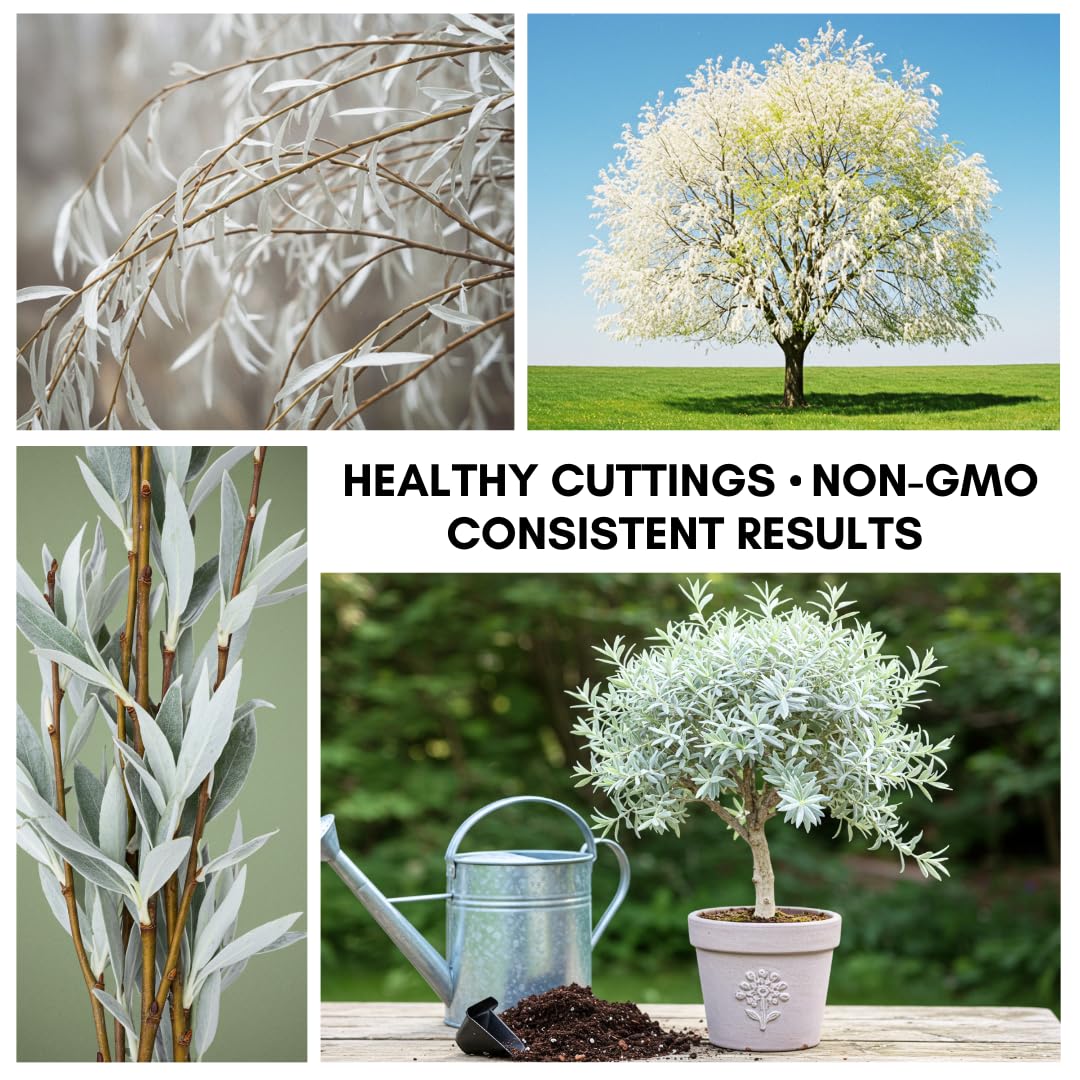 One White Willow Tree - Silver Leafs Shimmer in The Moon Light - One Cutting to Grow, Beautiful Outdoor Shade or Privacy Trees