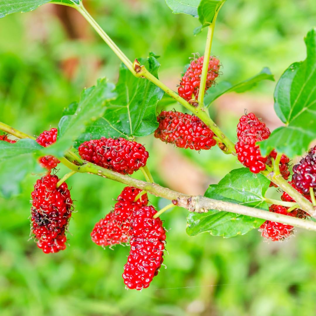 Mulberry Tree Live Plant, Mulberry Plant, Sweet and Edible Mulberries Fruit Seedlings for Patio and Garden, 6 to 8 Inches Tall (Red)