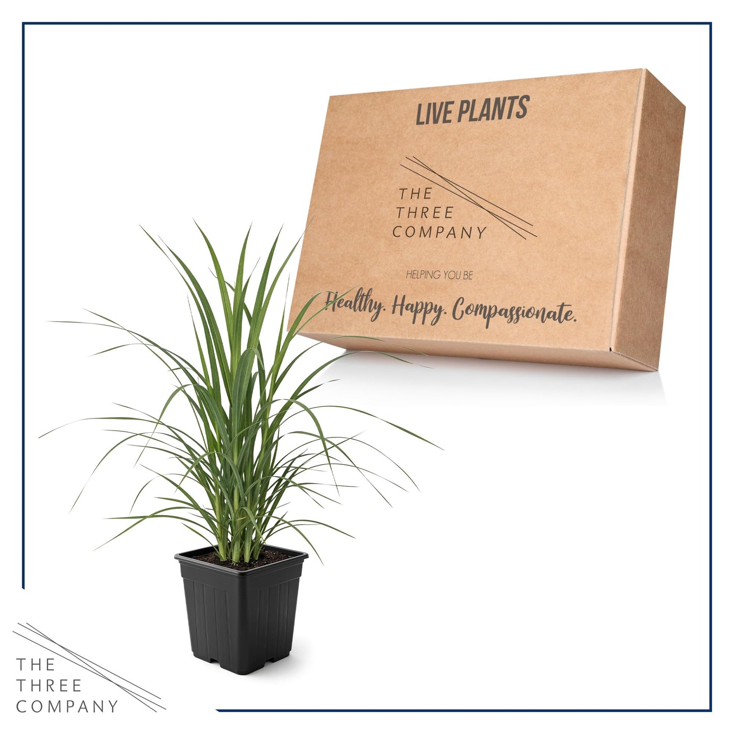 Live Ornamental Pampas Grass (Cortaderia selloana) - Pink - Perennial Accent Plant - 10" Tall by 5" Wide in 1.5 Qt Pot