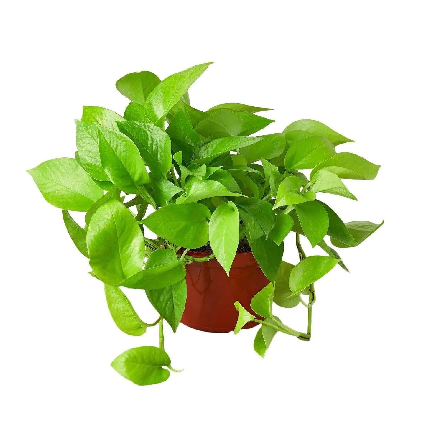 Pothos 'Neon' | Live Plant for Indoor & Outdoor | for Living Room, Office, Bathroom | (3" Pot)
