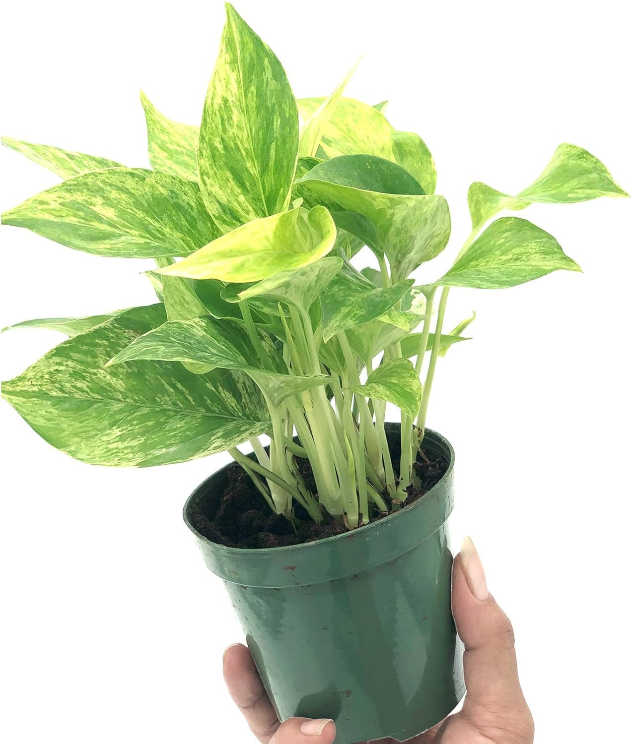 Live Pothos Plant - Epipremnum aureus ‘Marble Queen Pothos’ - ragnaroc Tropical Plant 5-8” Tall - 2ct Live Arrival Guaranteed - Low Maintenance House Plants for Home Decor & Gift