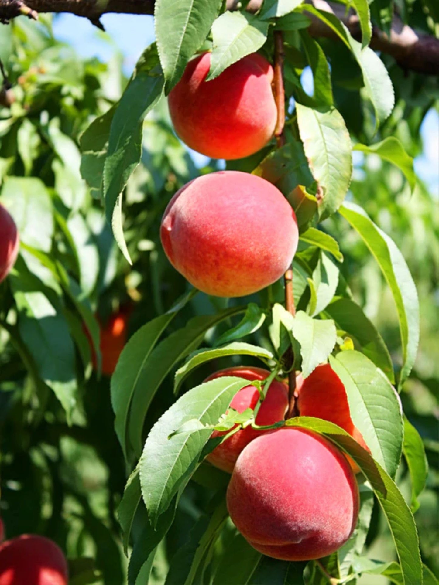American Plant Exchange Flordaking Peach Tree, Live Large 5-Gallon Pot, Pink Blossoms, Large Firm Peaches, Yellow with Red Blush, Clingstone, Self-Pollinating, Sweet Fruit for Fresh Eating or Desserts