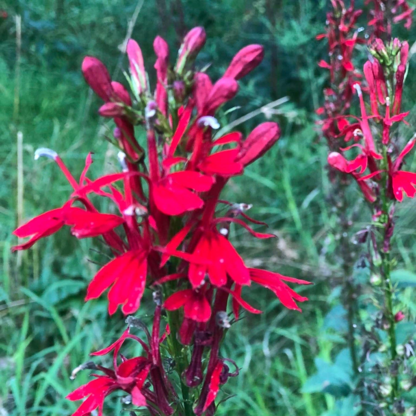 Cardinal Flower Seeds (Lobelia cardinalis) 1000 Seeds (0.1 Grams) - Scarlet Lobelia, Great Lobelia, Red Lobelia Bulk Seeds by Smoke Camp Crafts