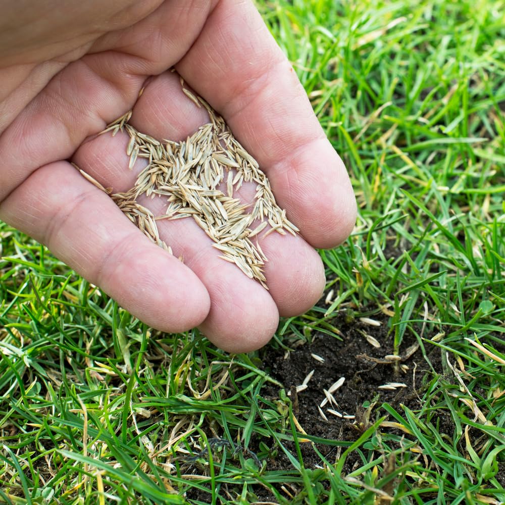 20000 Emerald Zoysia Grass Seed, Zoysia Grass Seeds Lawngrass for Outdoor Planting, Shade and Drought Tolerant Seeds