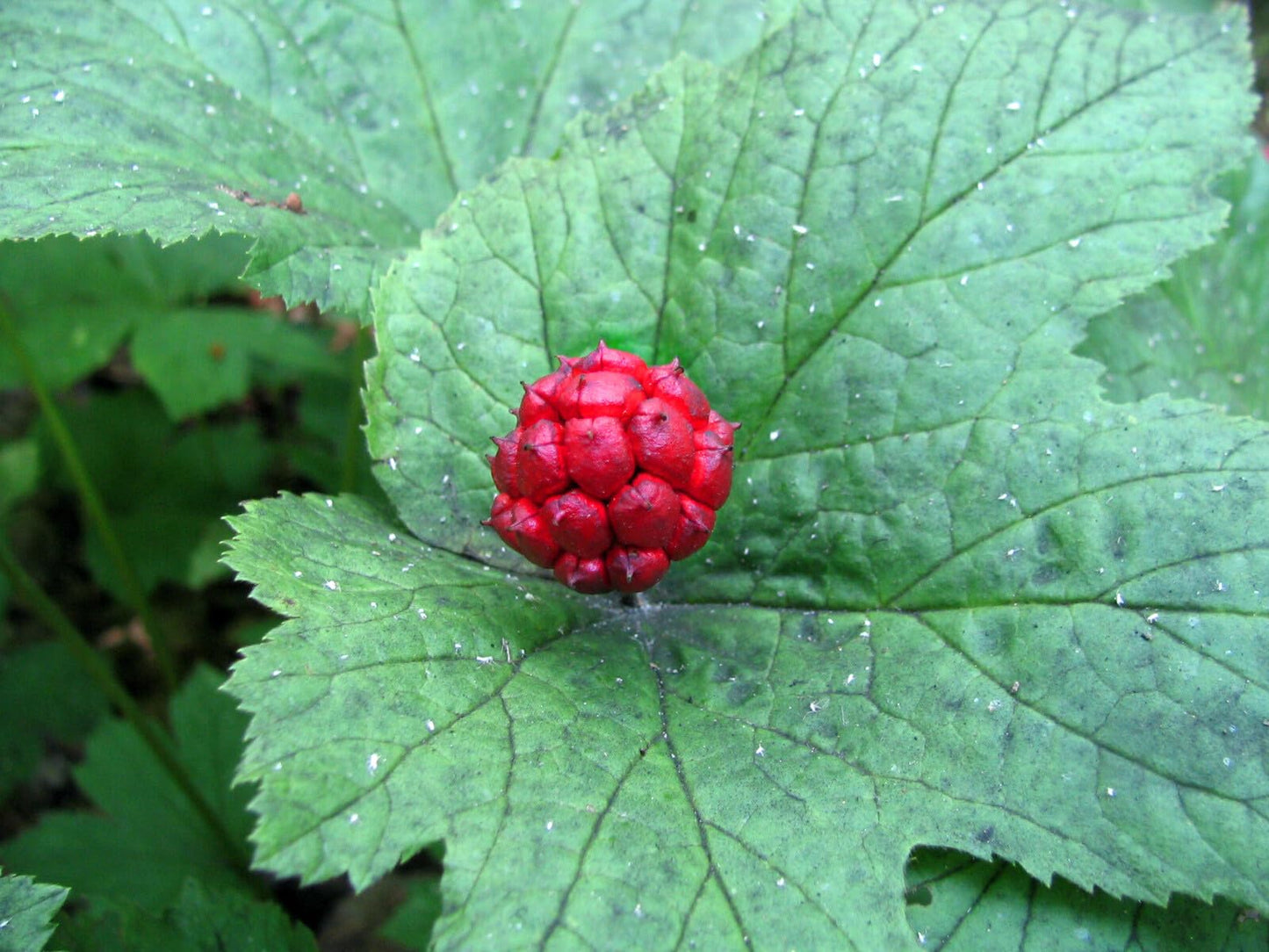Live Plant - 5 Goldenseal Herb Roots - Orangeroot - Yellow Puccoon - (Hydrastis Canadensis)