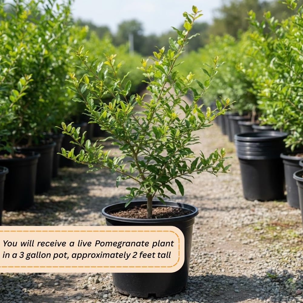Pomegranate Tree Live Plant, Pomegranate Plant, Well Rooted 2 Feet Tall, Sweet Fruit Tree for Patio and Garden, No Ship to CA