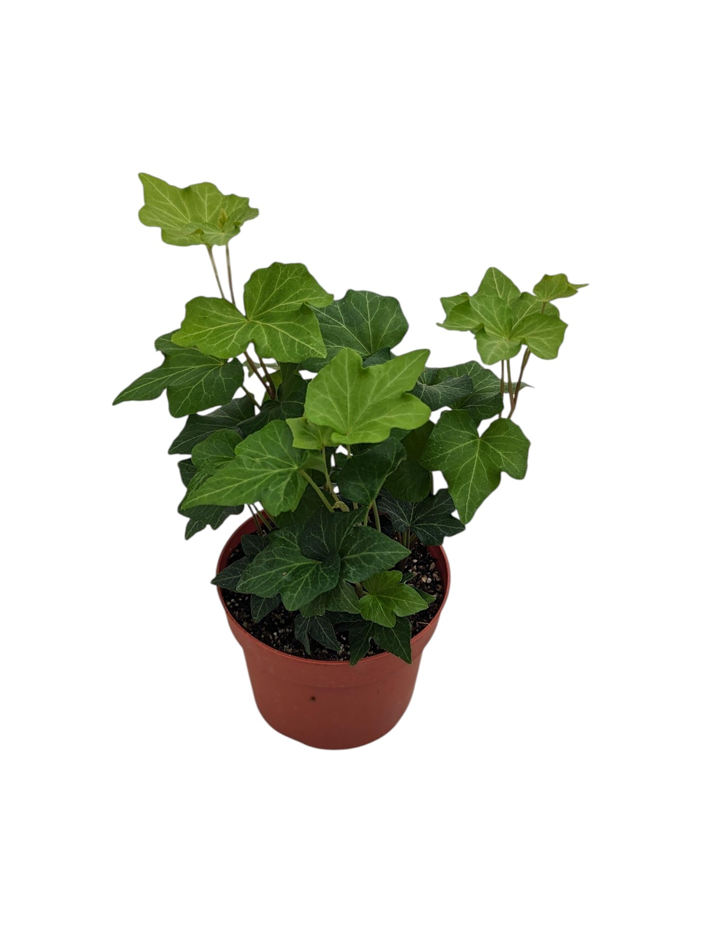 Live English Ivy Plant in 4 Inch Pot, Indoor House Plant, Hedera Helix