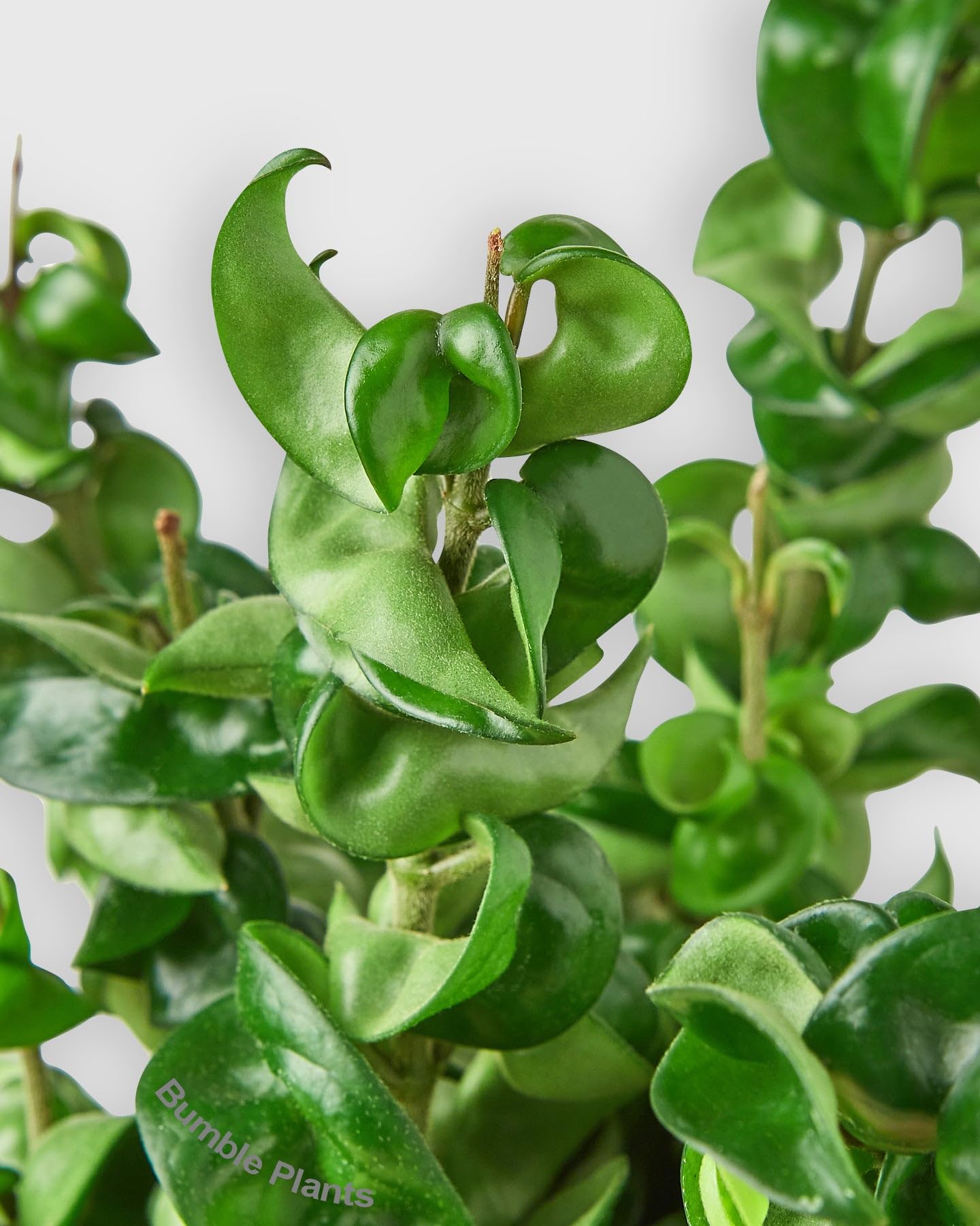 Hoya Hindu Rope Krinkle Curl-4" Pot/Nursery Pot - Live Plant Easy Care, Low Maintenance for Home Decor - Air Purification Houseplant