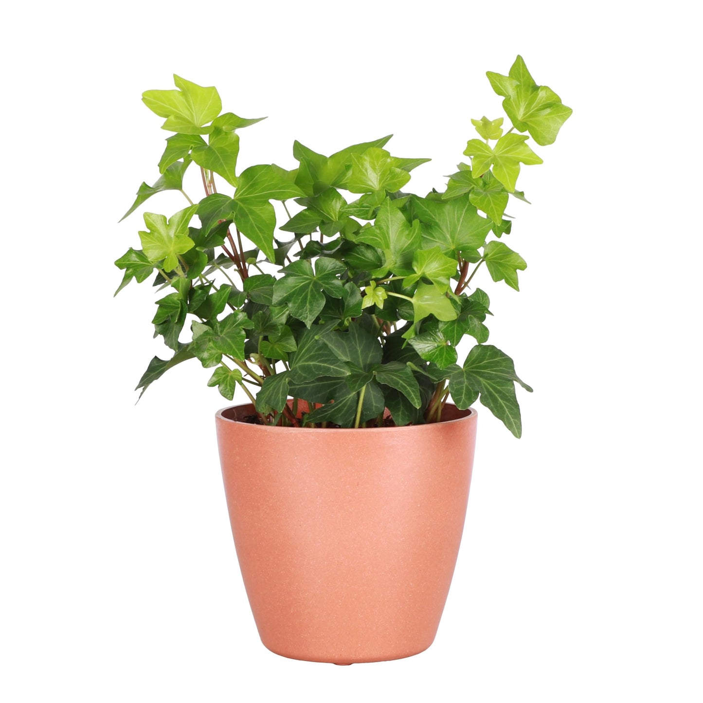 Thorsen's Greenhouse Live Green English Ivy Plant, Hedera Helix, Natural Air Purifier, Easy to Grow, Live Indoor Houseplant, 4" Diameter Pot (Terra Cotta)