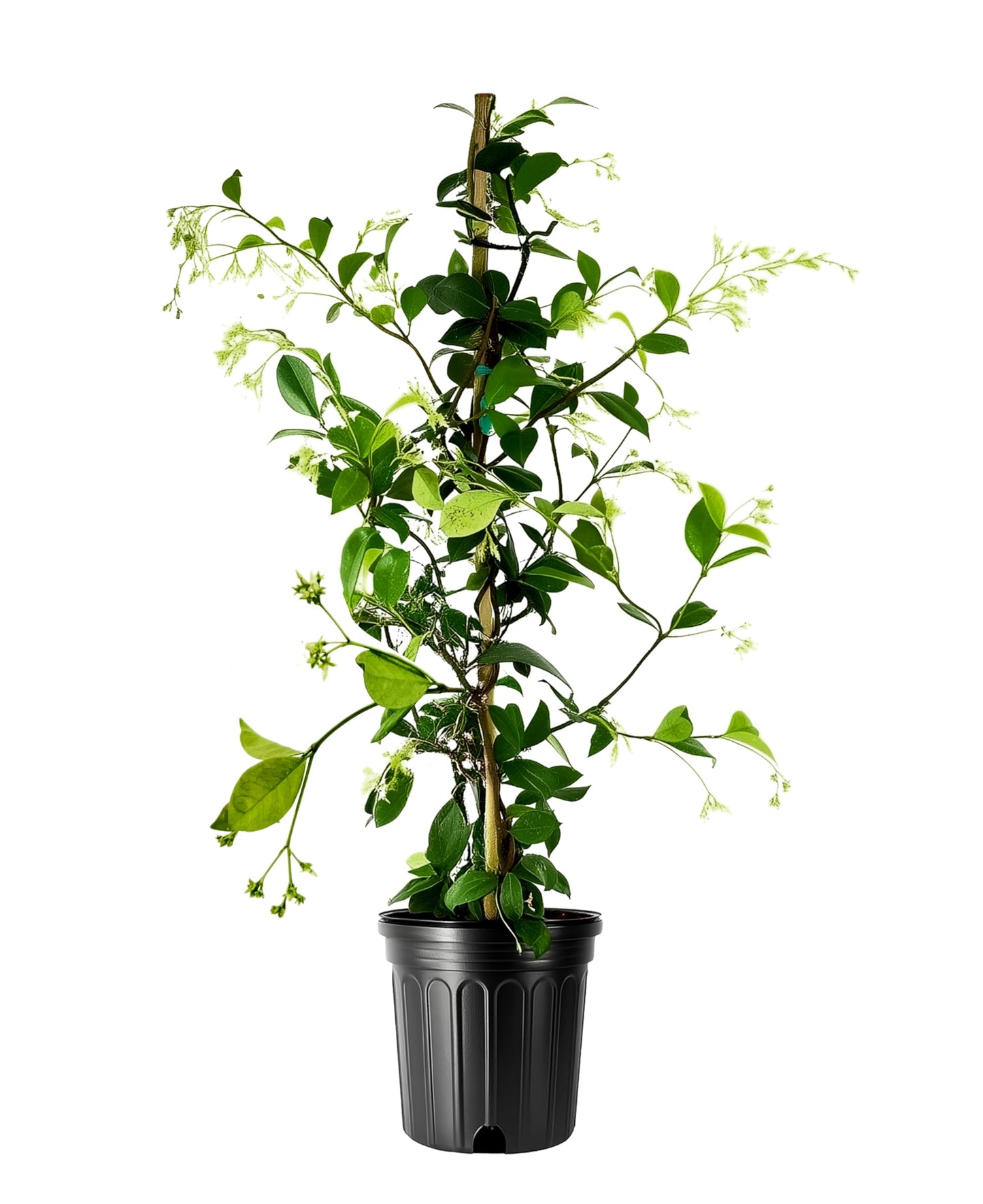 Star Confederate Jasmine | 1 Large Trade Gallon Size Plant | Trachelospermum jasminoides | Flowering Vine Plants | Evergreen Ground Cover for Landscaping