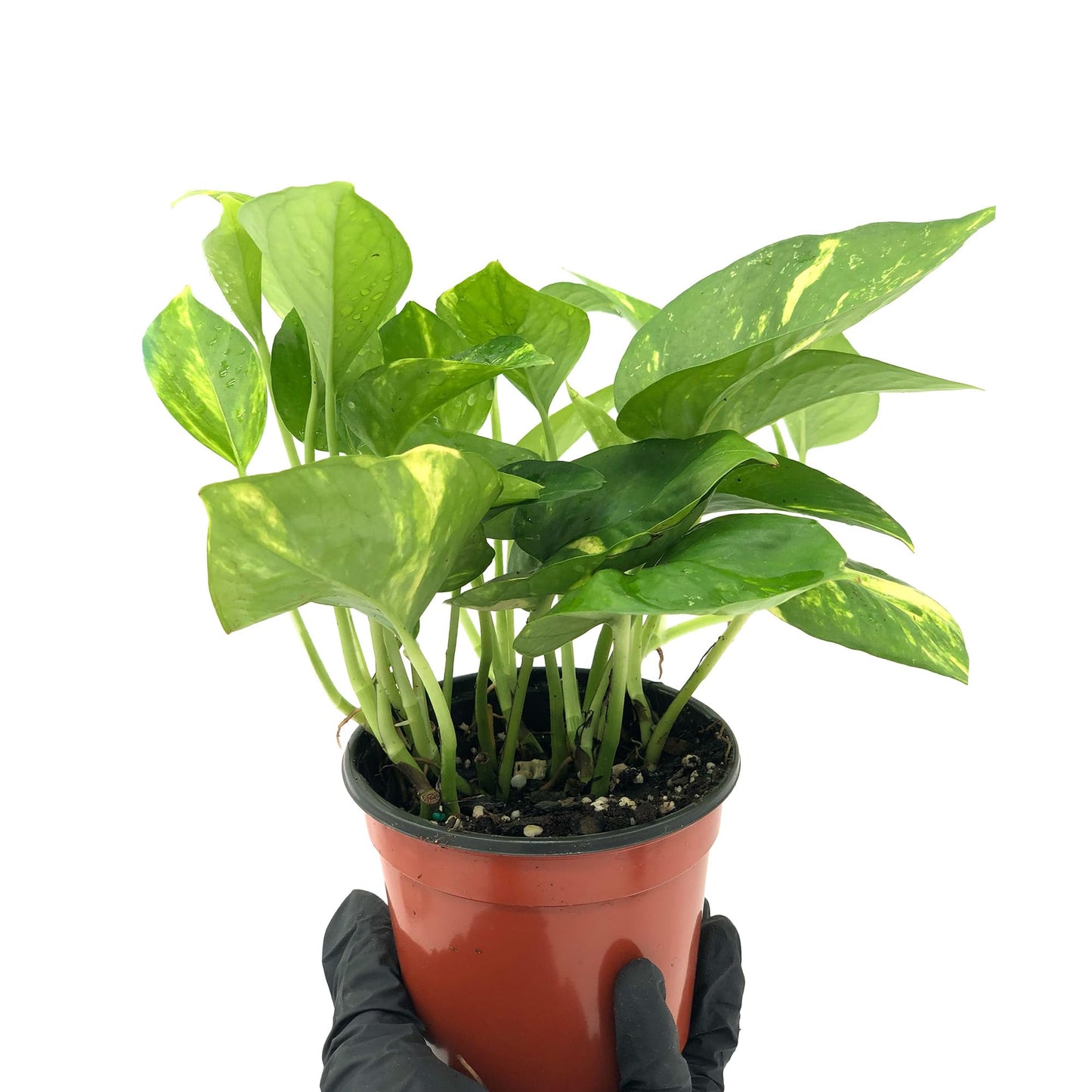 Live Pothos Plant - Epipremnum aureus Golden Pothos Plant - ragnaroc Tropical Plant 5-8” Tall - 1ct Live Arrival Guaranteed - Low Maintenance House Plants for Home Decor & Gift