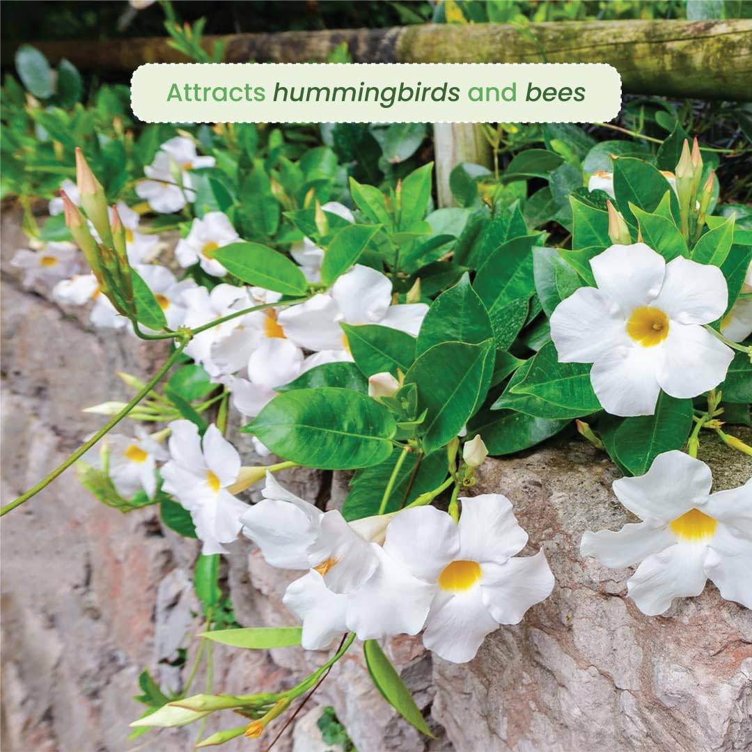 American Plant Exchange Dipladenia Bush 'White', 6-Inch Pot, Continuous Blooms, Easy-to-Care Live Plant for Indoor & Outdoor Use, Flowering Shrub Perfect for Landscapes, Container Gardens & Patios