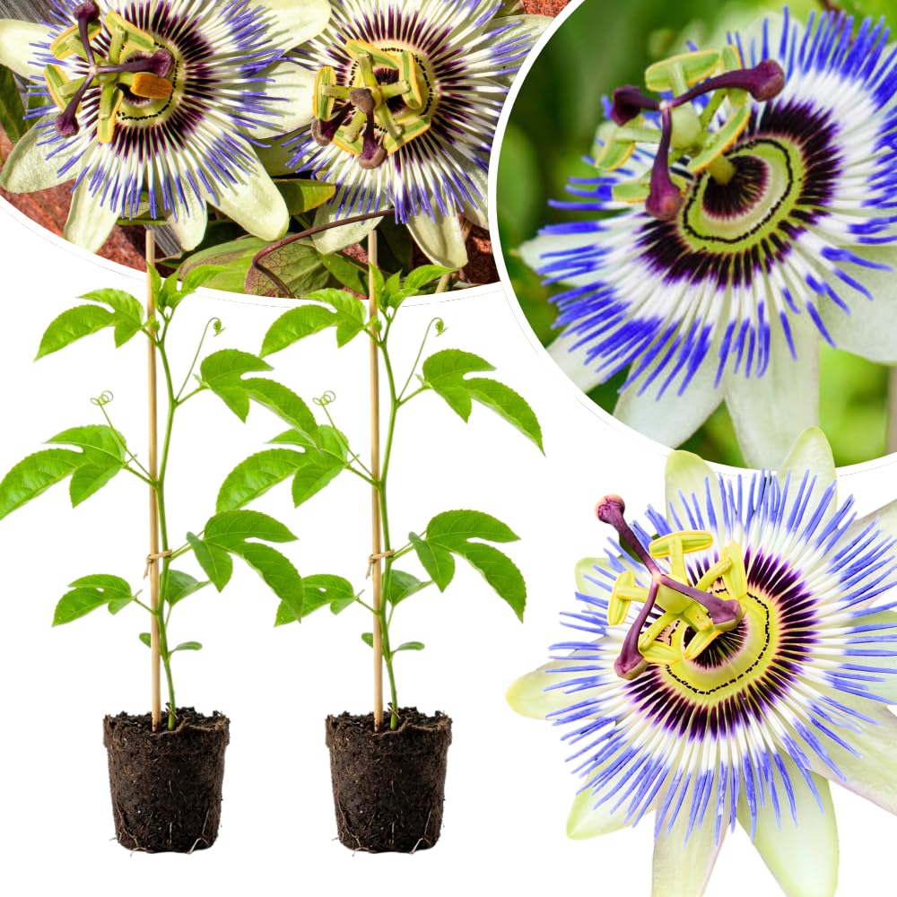 Set 2 Blue Passion Flower Plants Live, Passiflora Flower Vine 4-7'' Tall, Fragrant Climbing Plant for Garden, Patio, Containers