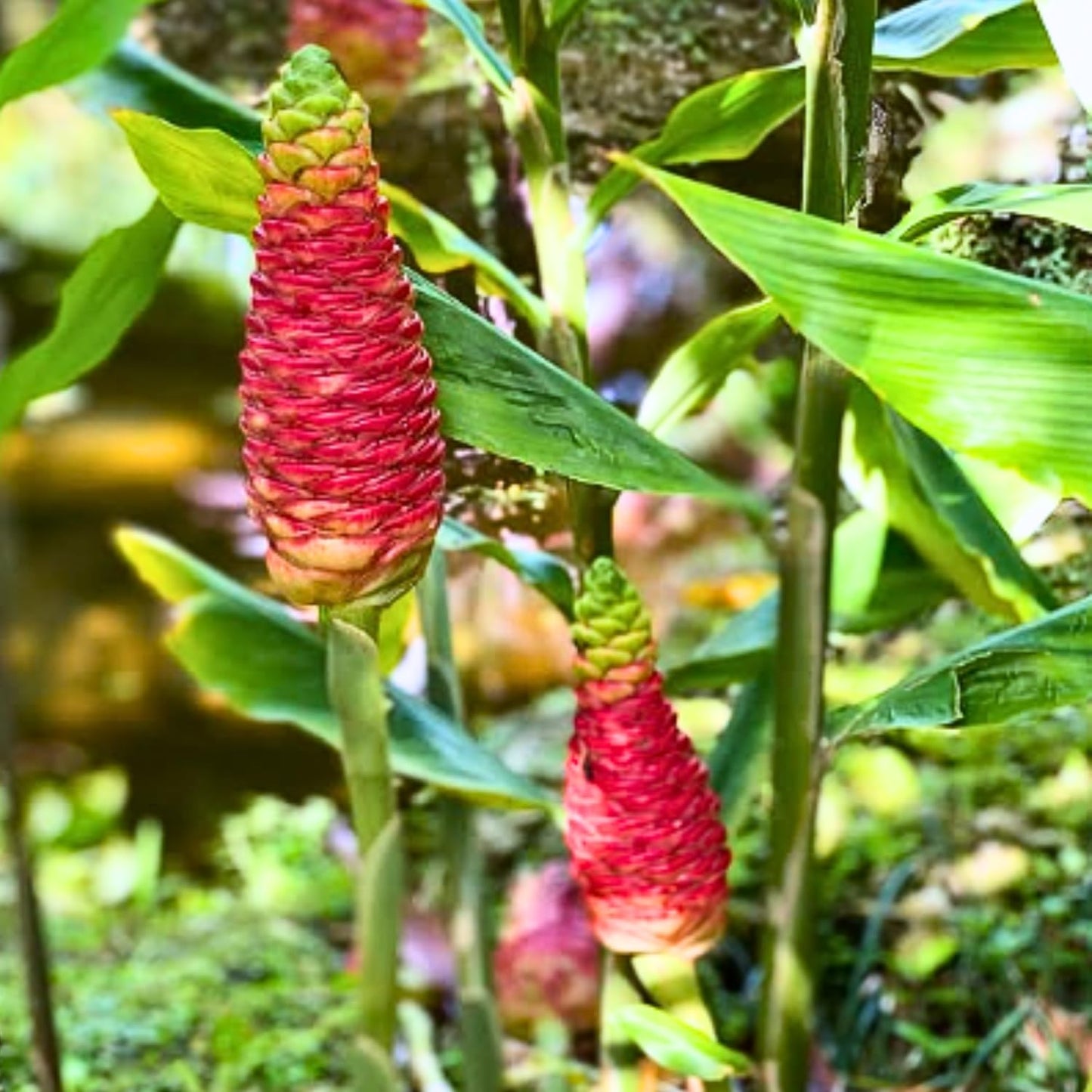 3 Shampoo Ginger Rhizomes for Planting, Live Awapuhi Shampoo Ginger Roots to Grow, Zingiber Zerumbet Fresh Ginger Plant Live