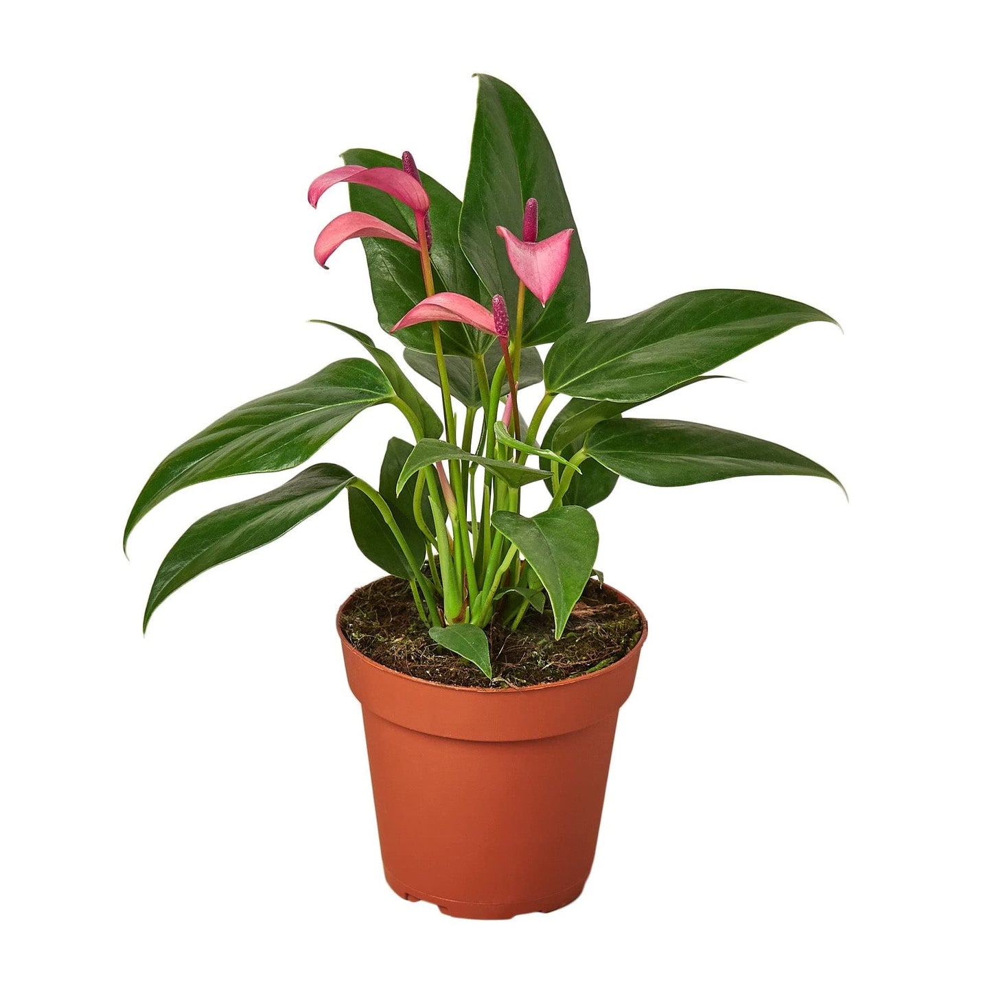 Anthurium Purple | Live Plant for Indoor & Outdoor | for Living Room, Office, Bathroom | (4" Pot)