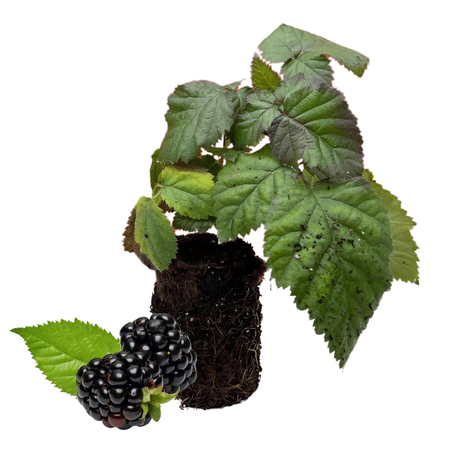'Chester' BlackBerry Plants - Thornless, Winter Hardy, and Productive Blackberries from Hand Picked Nursery (1)