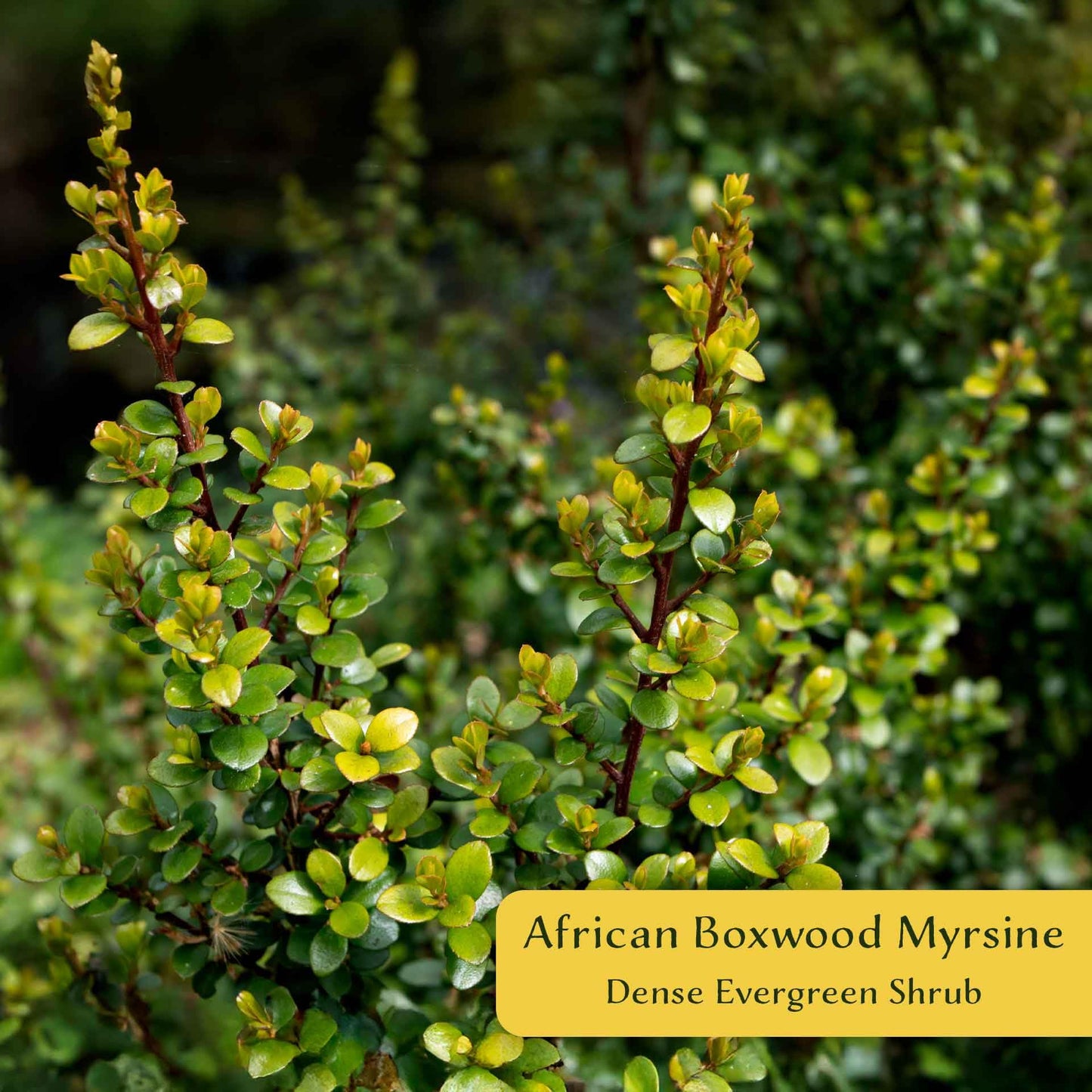 3 African Boxwood Myrsine – Dense Evergreen Shrub for Low Hedges, Borders & Topiary Landscapes (Myrsine africana) in 2.5” Cubes, Live Plants
