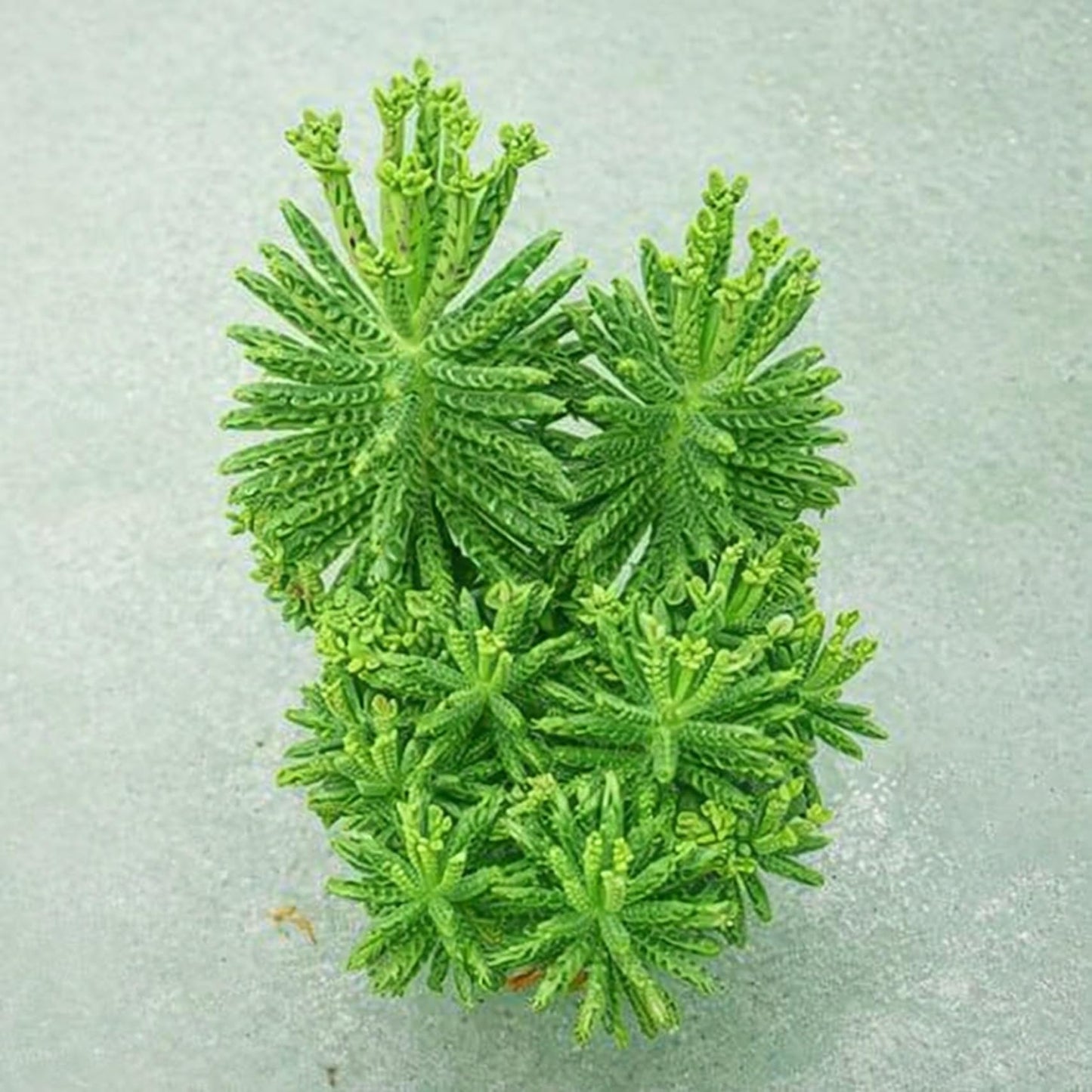 2 Mother of Millions Starter Plants – Live Succulent Plants in 2 Inch Starter Pots – Rare Colorful Kalanchoe, Easy-Care Houseplant (2 Plants)