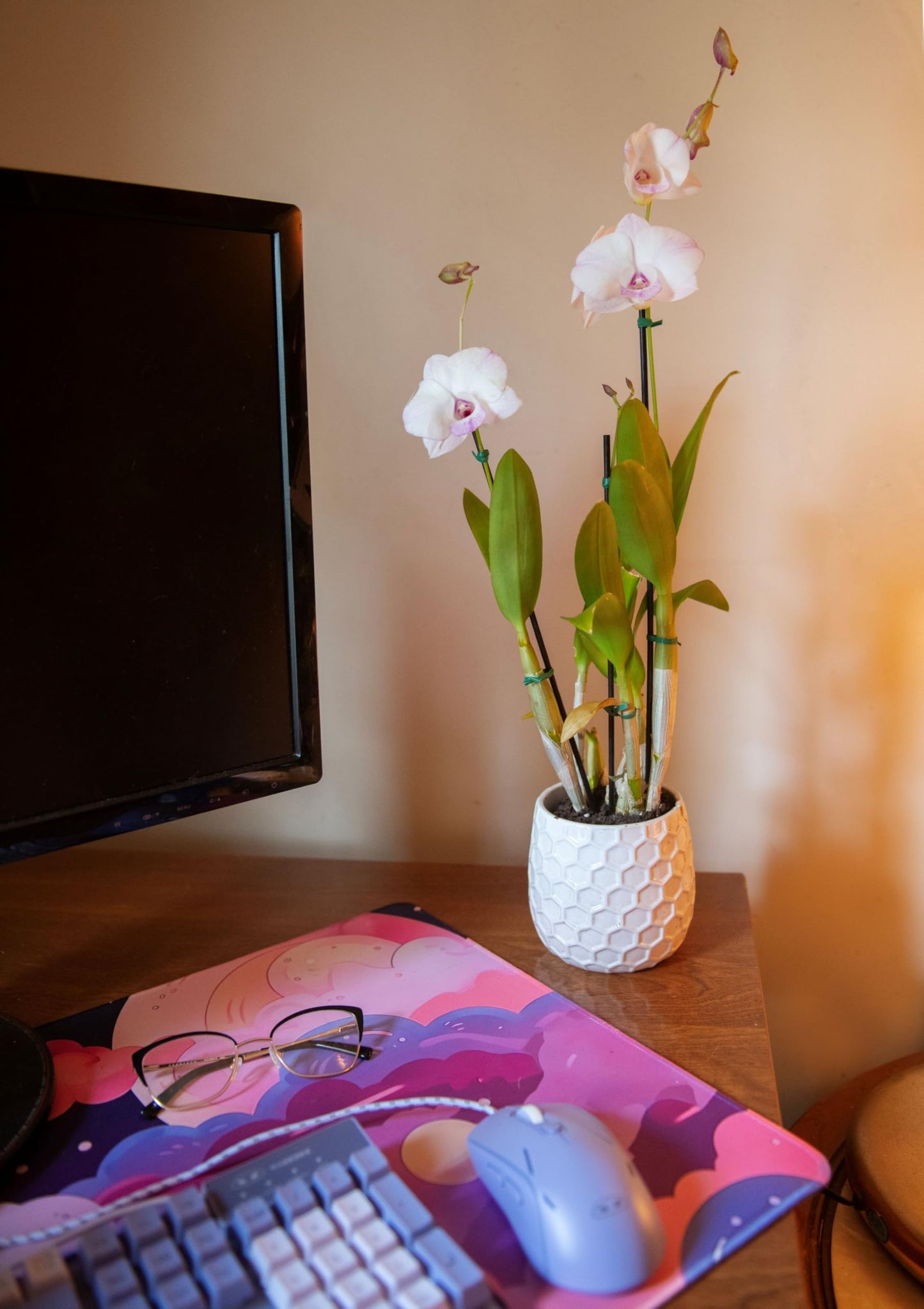 American Plant Exchange Dendrobium Orchid – Live 4-Inch Potted Flowering Plant, Easy-Care Tropical Houseplant with Elegant Blooms for Indoor Home, Office, Windowsills & Gift Décor