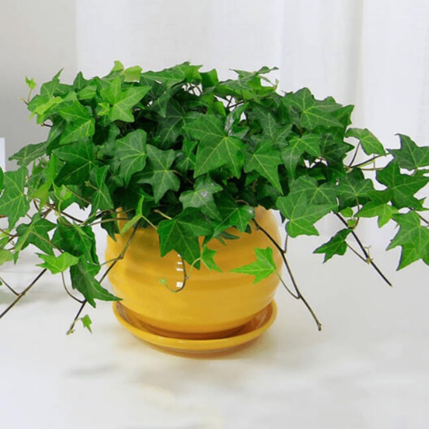 Trailing English Ivy Live Plant, Hardy Ivy Plants in 4" Pot, Climbing Plants Outdoor Garden, Easy Care House Plant (Green)