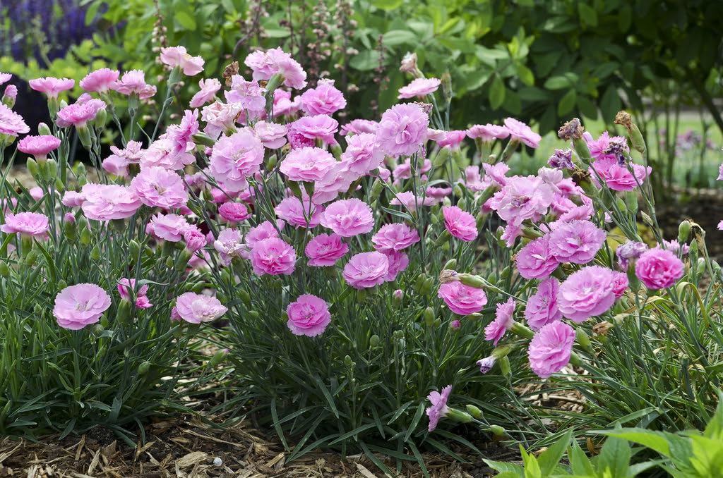 Live Plant from Green Promise Farms - Proven Winners, Dianthus Fruit Punch Sweetie Pie Pinks, Pink Flowers - #1 Gallon Size Container