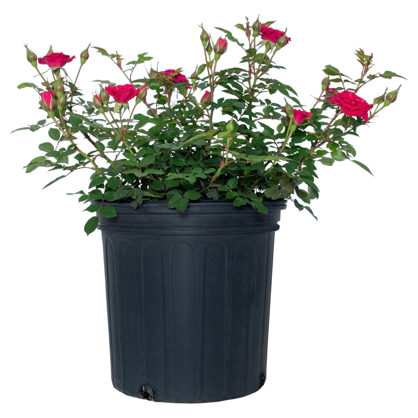 Sunblaze Dragon Fruit Mini Rose Bush - Summer & Spring Blooming Deep Pink Flowers for Gardens and Floral Arrangements - Grows Upto 1.5' x 1.5' in 2 Gal Pot - Garden Roses w/Mild Fragrance (1 Count)