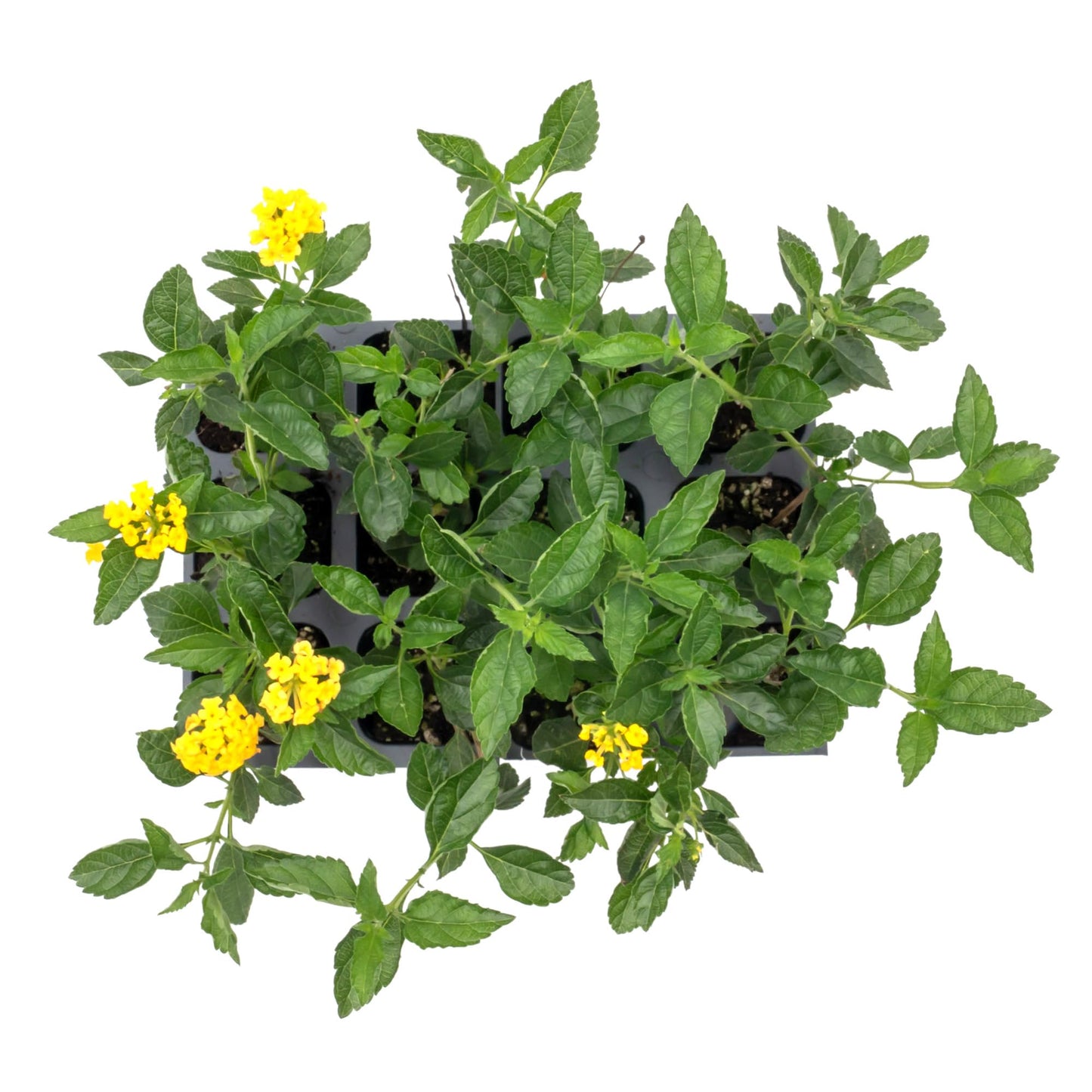 12 New Gold Lantana – Golden Yellow Flowering Shrub for Borders, Containers, & Pollinator Gardens (Lantana Camara ‘New Gold’) in 2.5″ Cubes, Live Plants