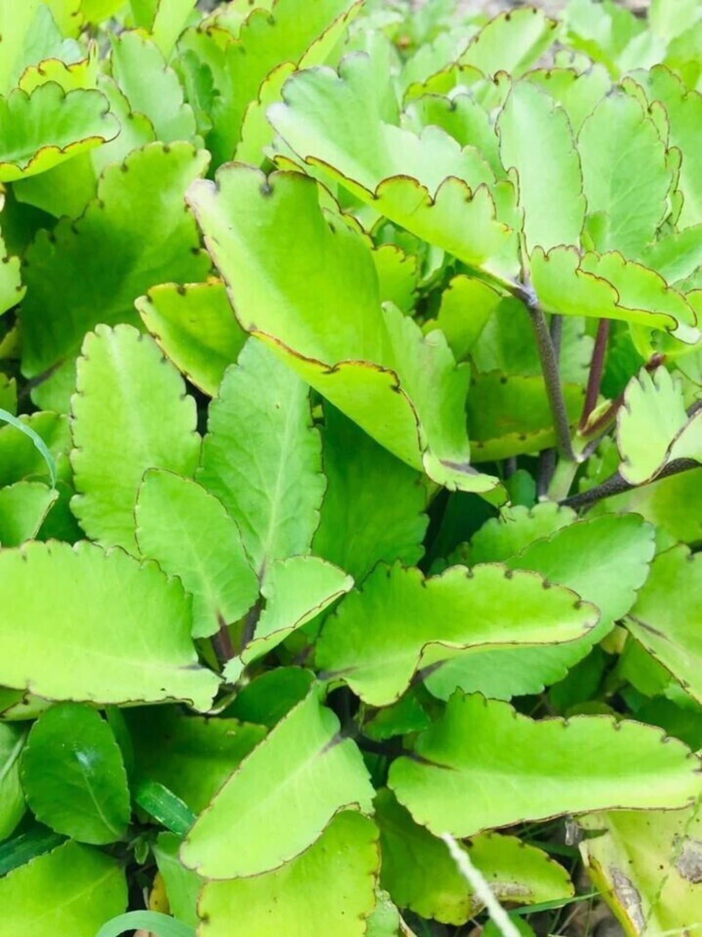 Kalanchoe Pinnata, Life Plant, Goethe, Miracle Leaf Rooted Plant ●Live Plant ● 1 Kalanchoe Plant Live Rooted Plant 4 to 6 Inc Tall