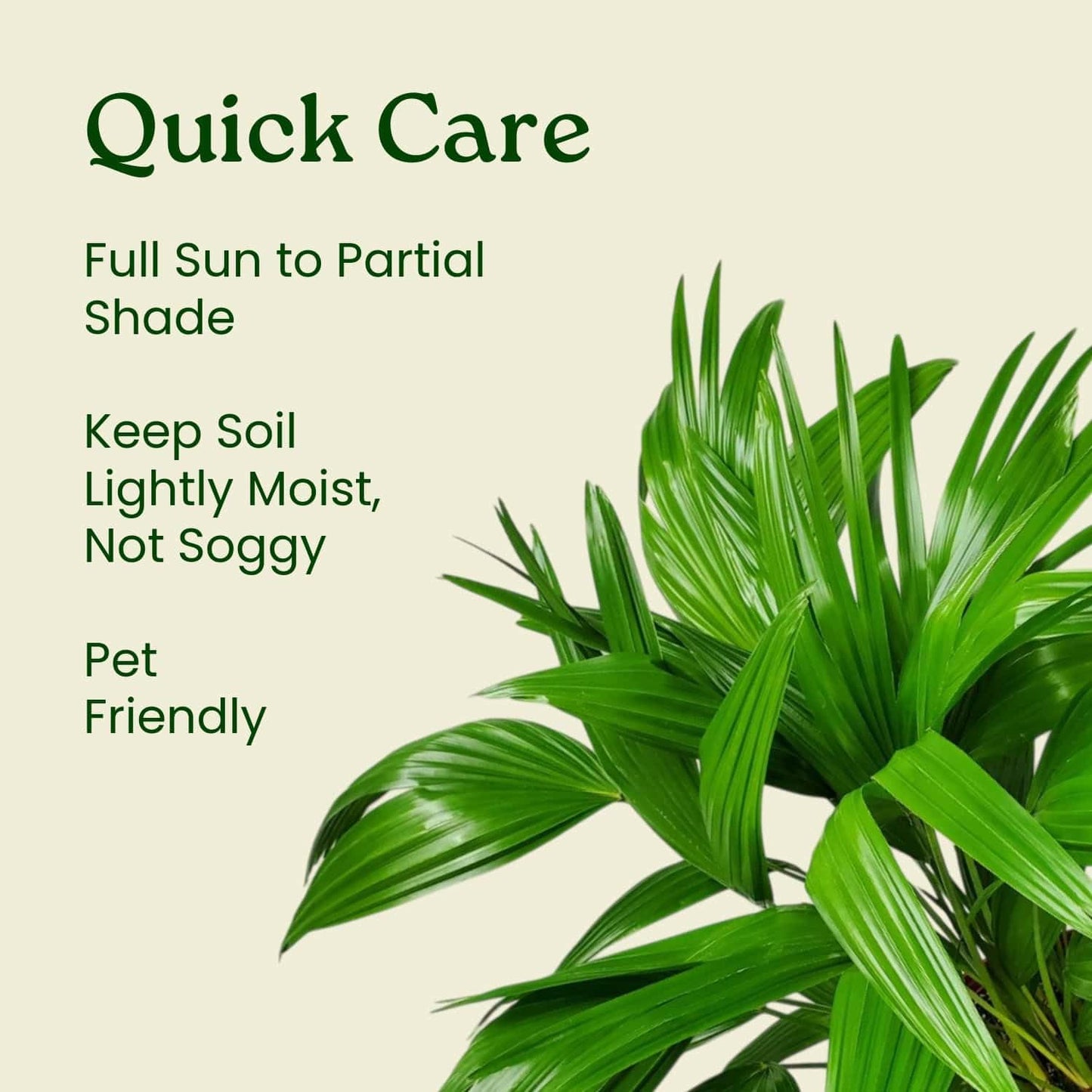 Fountain Palm Tree - Fan Palm - Overall Height 30" to 32" - Large Plant - Houseplant - Tropical Plants of Florida (Plant Only)