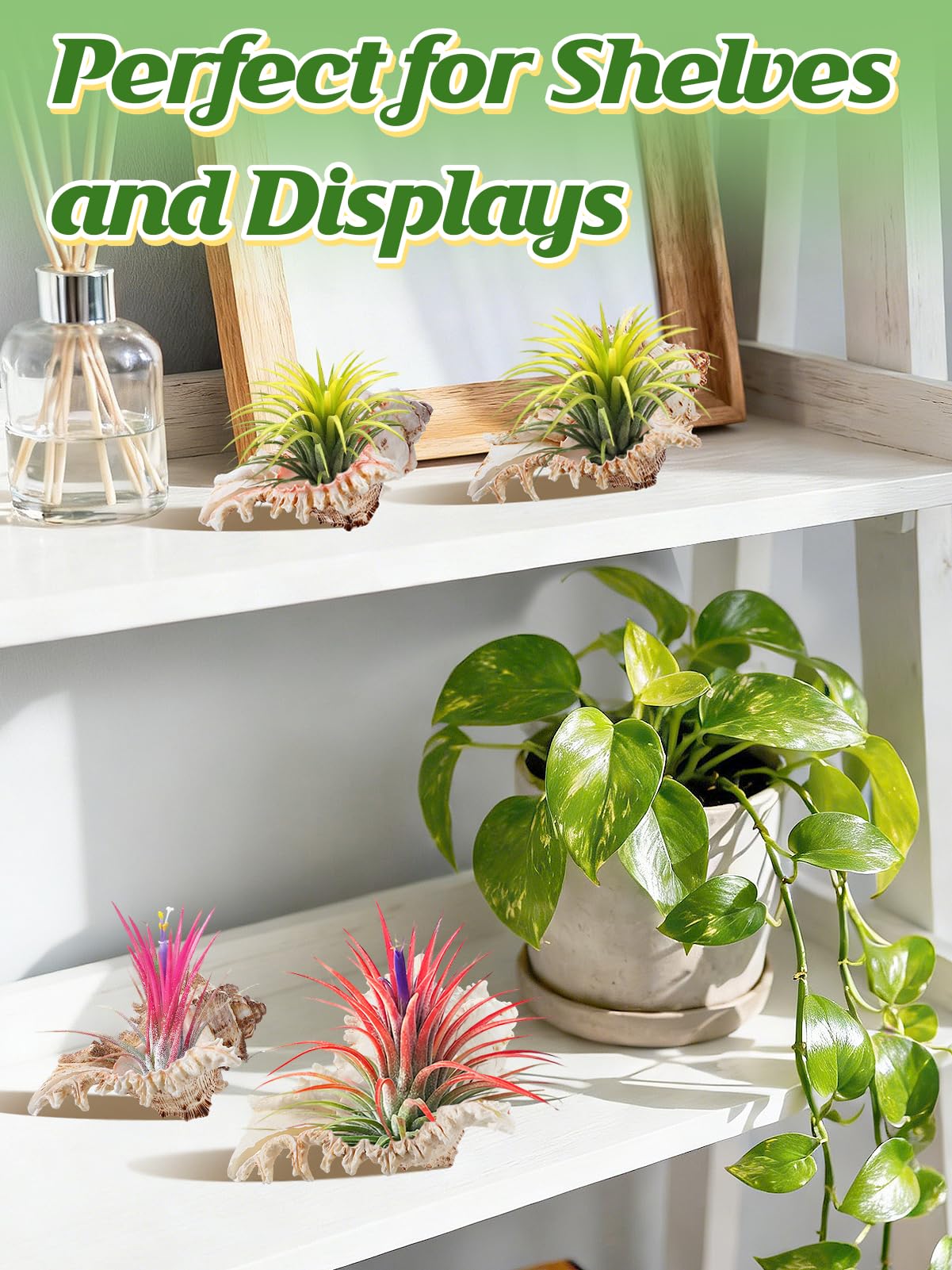 ANPHSIN 4 Pack Conch Sea Shell Air Plant Holders- 4-5 inches Natural Airplant Pot, Decorative Tillandsia Succulent Display Container for Gardening Housewarming Gifts Home Table Decors, No Plants