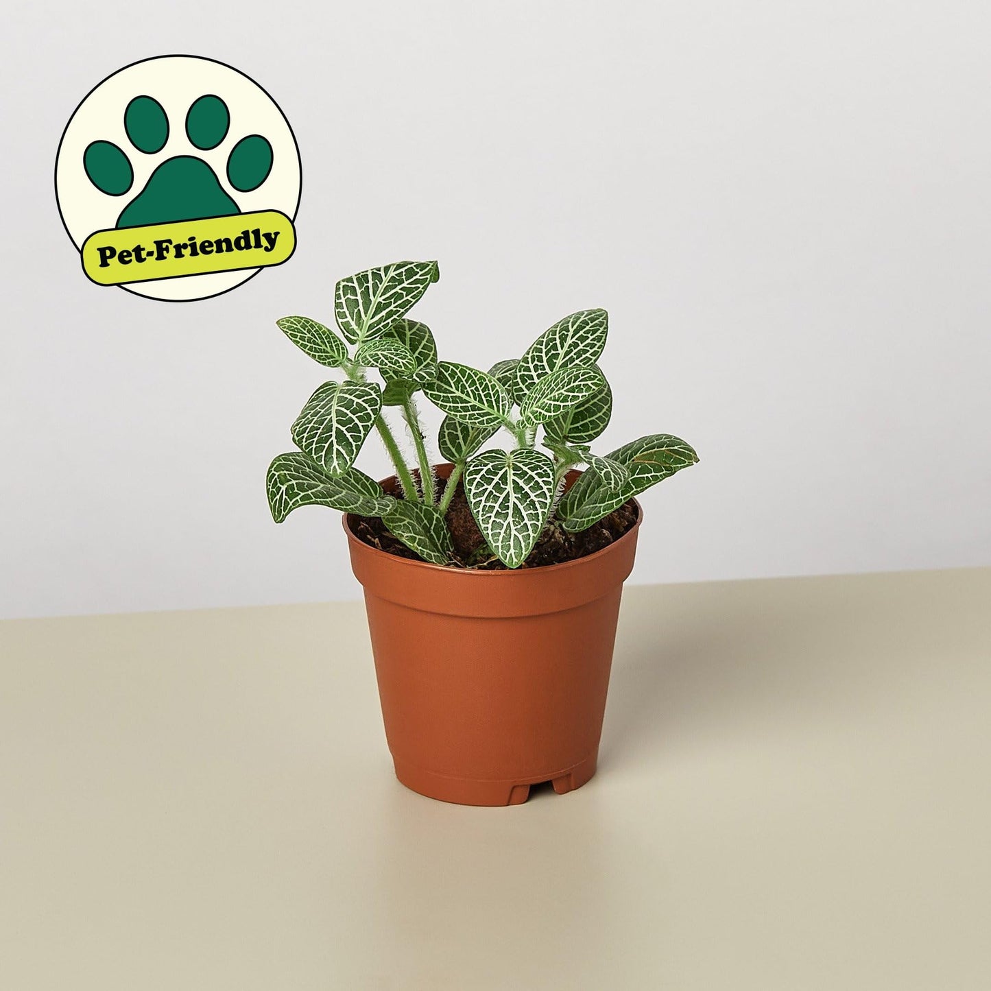 Fittonia 'White Nerve Plant' | Live Plant for Indoor & Outdoor | for Living Room, Office, Bathroom | (4" Pot)