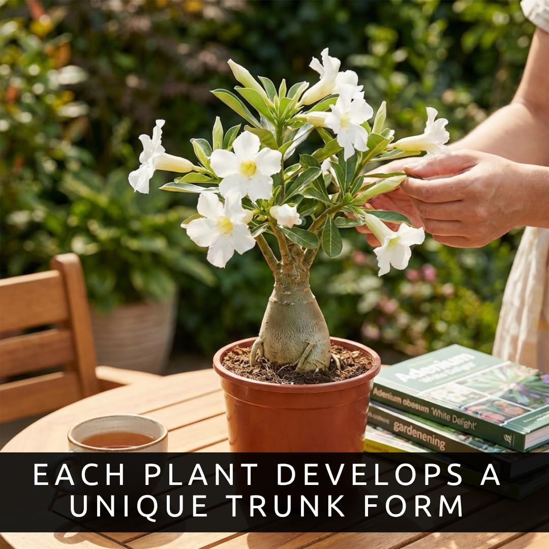 40 Mixed Color Desert Rose Seeds for Planting | Adenium Obesum Seeds to Grow.. Exotic Bonsai Plant, Tropical Rose Flower