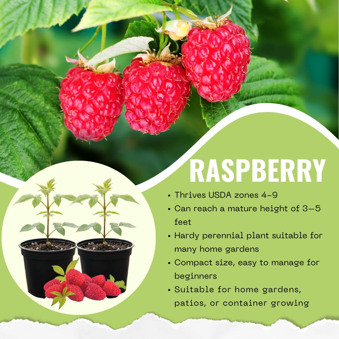 Set of 2 Live Red Raspberry Plants, Sweet Berry Shrubs, 3 Inch Pot for Growing