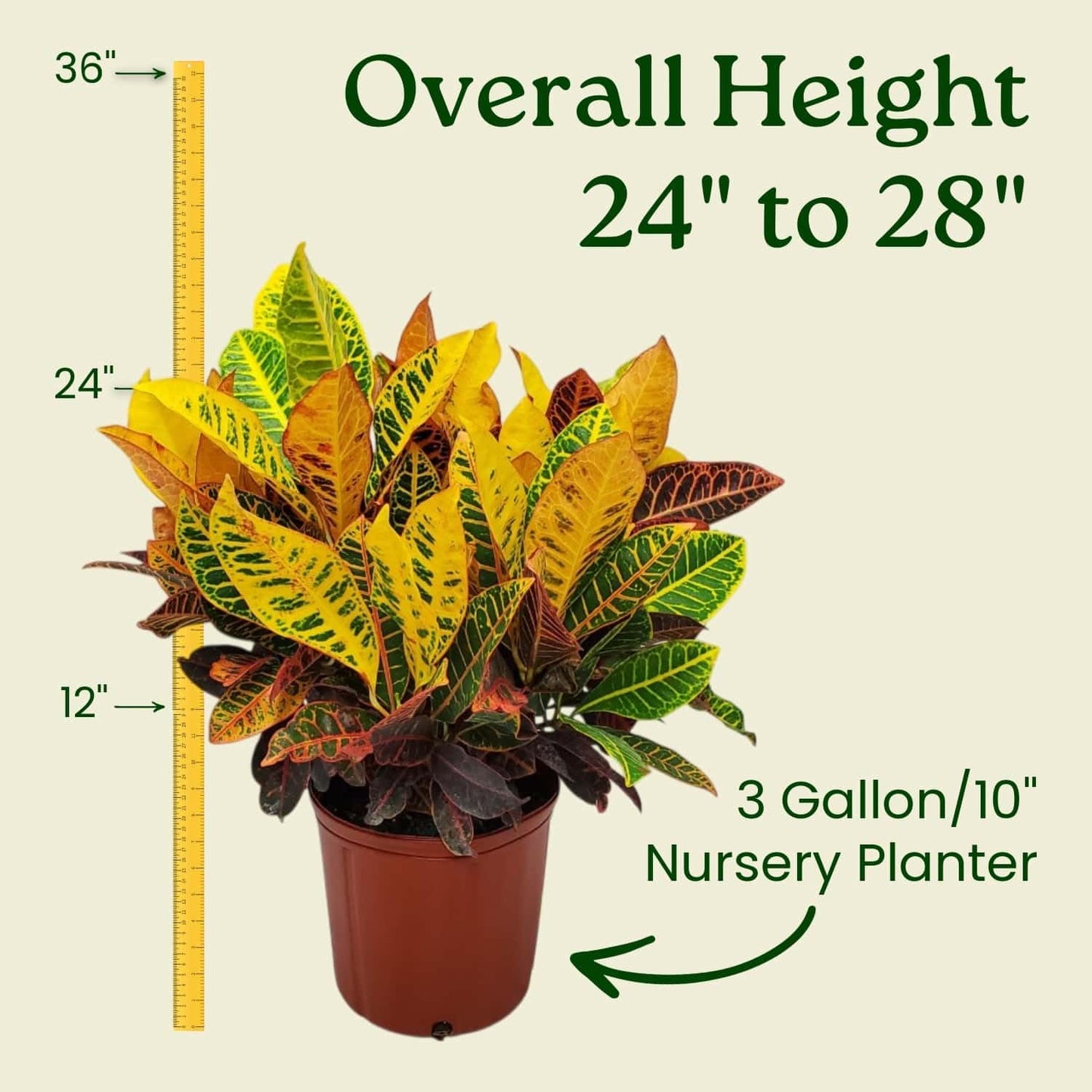 Croton Petra Plant - Tropical Foliage Plant Live - Overall Height 20" to 24" - Tropical Plants of Florida