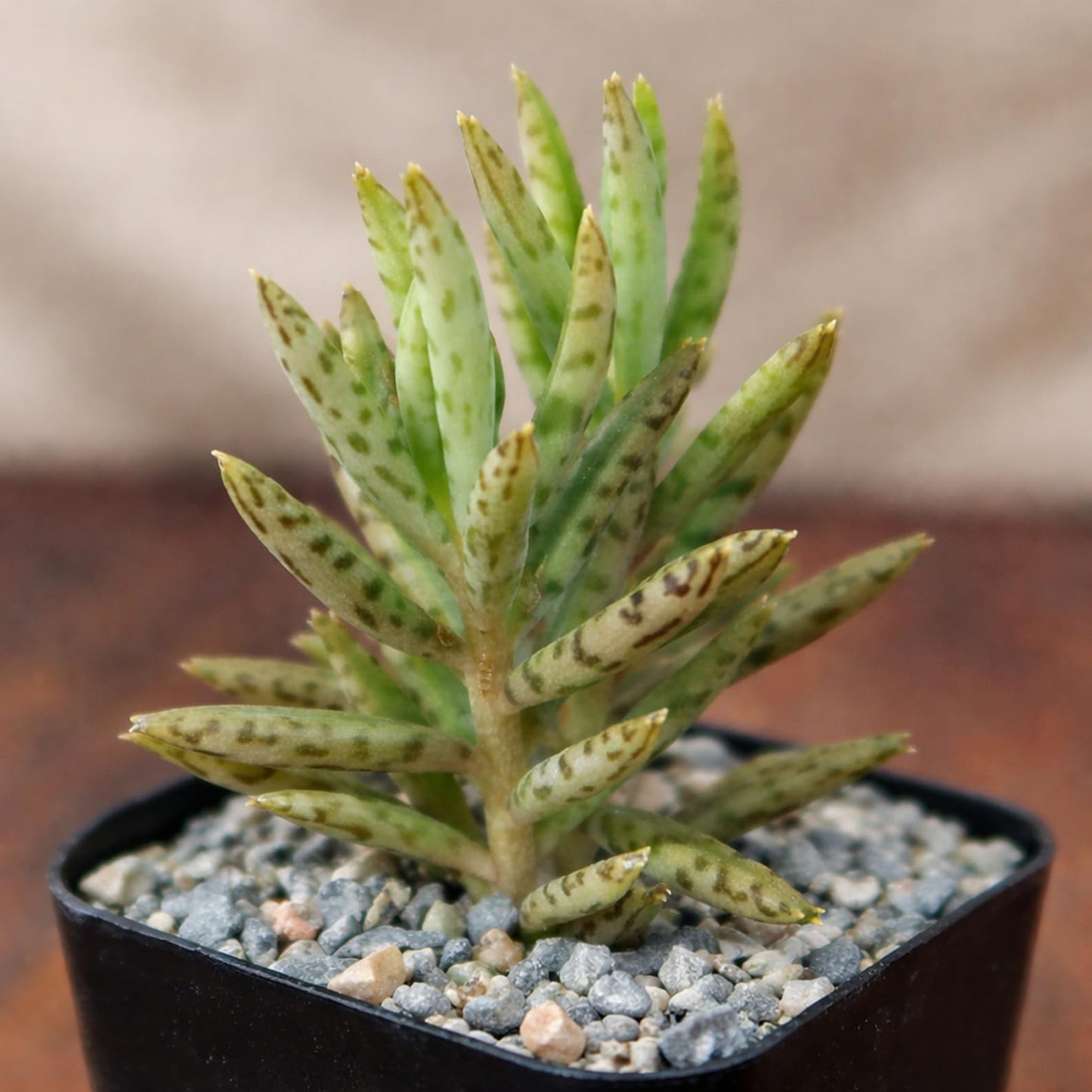 Mother of Millions Starter Plant – Live Succulent in 2 Inch Starter Pot – Rare Colorful Kalanchoe, Easy-Care Houseplant