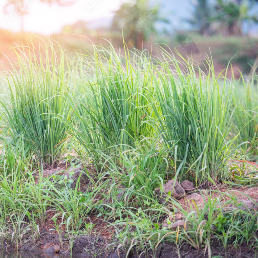 4 Lemon Grass Live Plants, Live Lemongrass Plants, 10 Inches Long, Herb Plant, Well Rooted for Planting