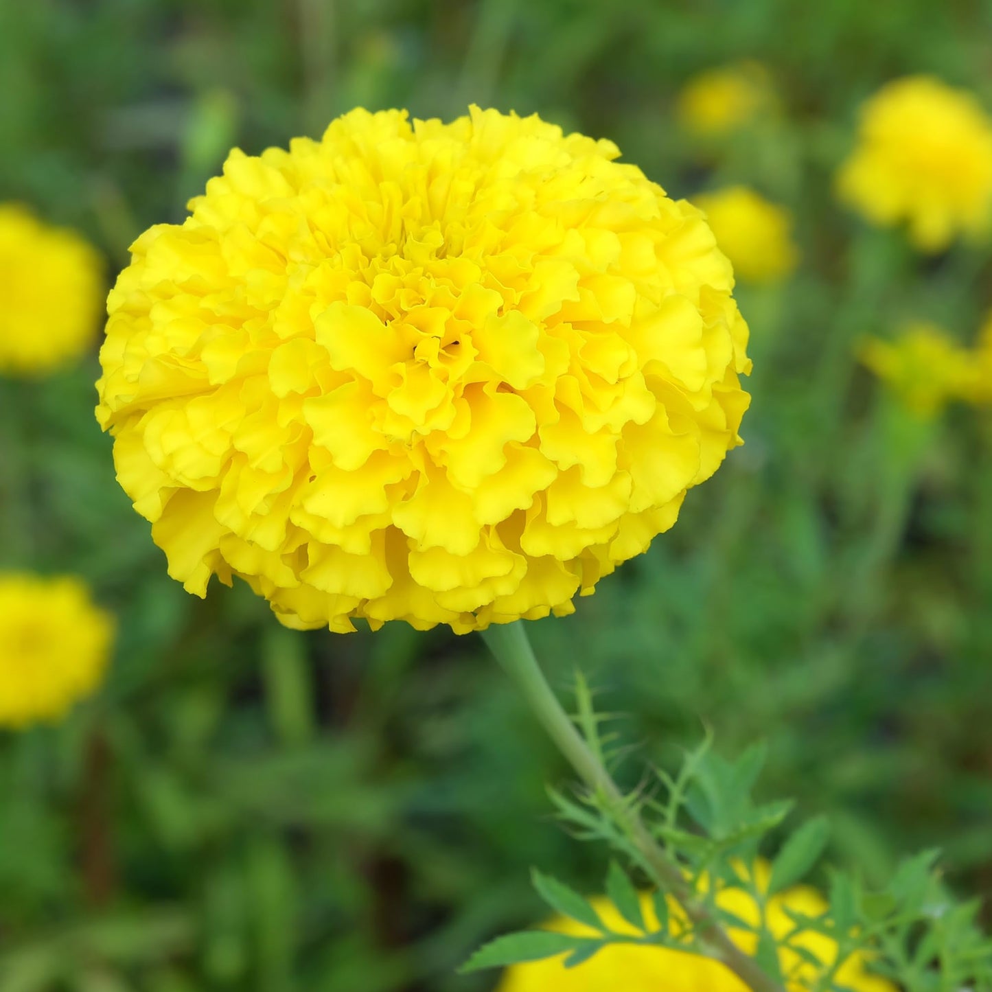 Yellow African Marigold Flower (4 Pack), Outdoor Flowering Plants, Easy Outdoor Gardening, Real Marigolds, Flowers for Garden, Porch & Patio Plants by Plants for Pets