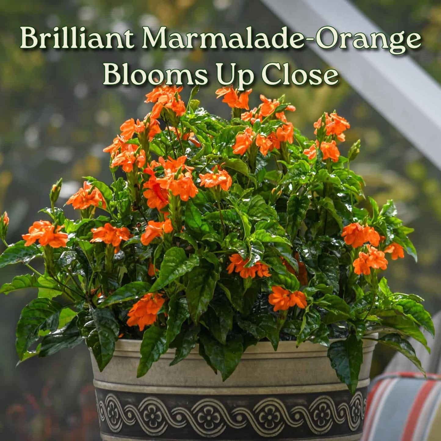 Crossandra Flower Plant Live - Orange Marmalade - 3 Gallon Pot - Overall Height 22" to 26" - Tropical Plants of Florida (Plant in Growers Planter)
