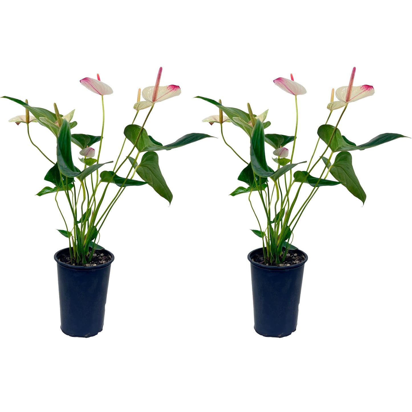 LEAL PLANTS ECUADOR Anthurium Andraeanum White Top Pink Live Plant (Pack of 2) Easy Care, Air-Purifying Indoor Plant for Wellness & Home Decor, Office Desk, Unique Sustainable Gift