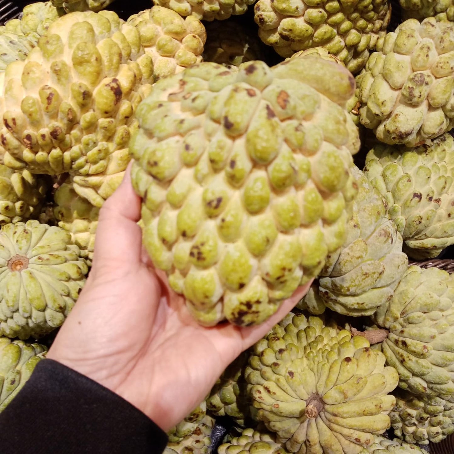 Sugar Apple Tree Live Plant, 1.5-2.5 Feet Tall, Annona Squamosa Sugar Apple Fruit Tree in Gallon Pot, No Ship CA