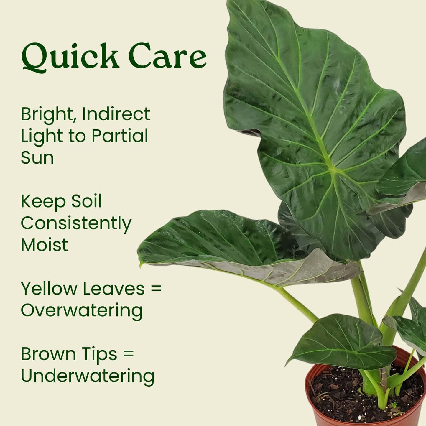 Tropical Plants of Florida Alocasia Regal Shields Live Plant 3 Gallon 10 Inch Nursery Pot, 26 to 32 Inch Tall Elephant Ear with Dark Green and Purple Foliage