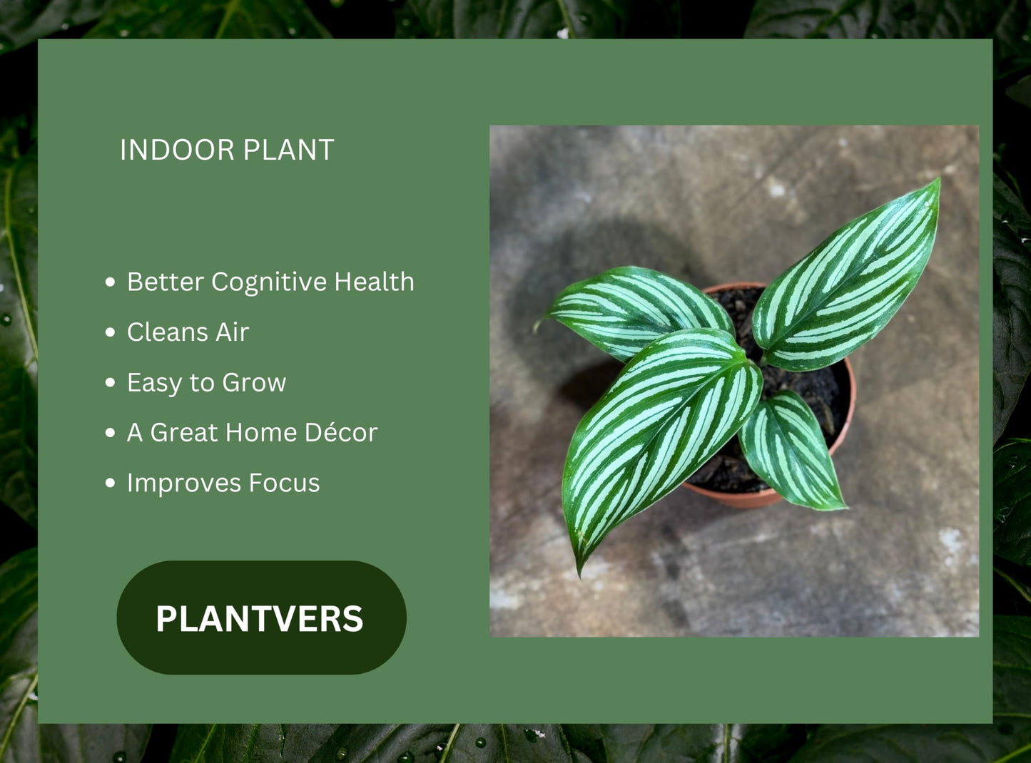 PLANTVERS Live Calathea Plant in 2" Grow Pot – Easy Care & Low Maintenance Tropical Houseplant – Air Purifying Indoor Plant for Low Light & Home Décor (Calathea 'Vitatta')