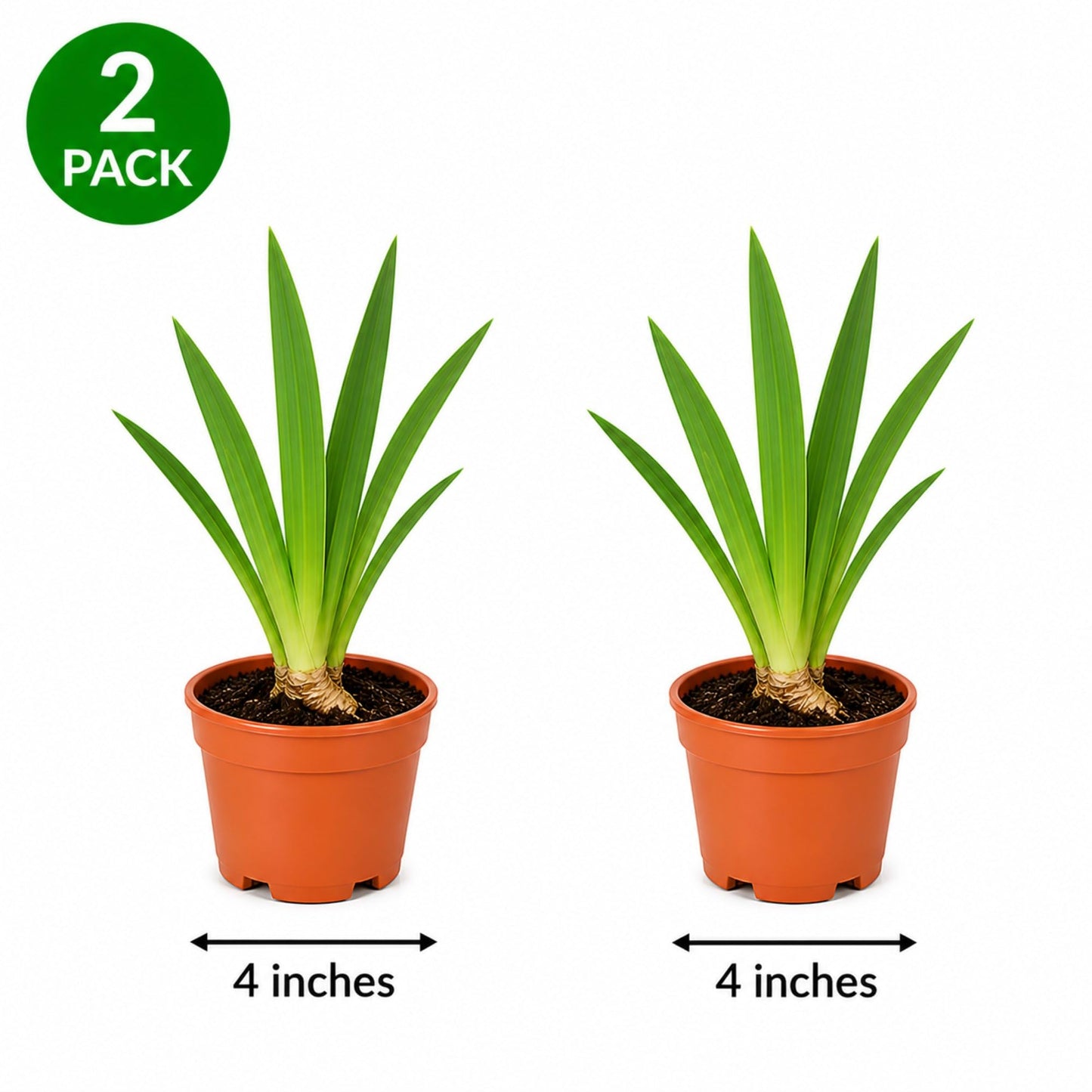 Easy to Grow Bearded Iris Colorful Mix 2 Potted Plants - Spring to Fall Flowers in Full Sun, Established Rooted Rhizomes in 4" Quart Pots - Low Maintenance, Drought Tolerant, Hardy Perennials